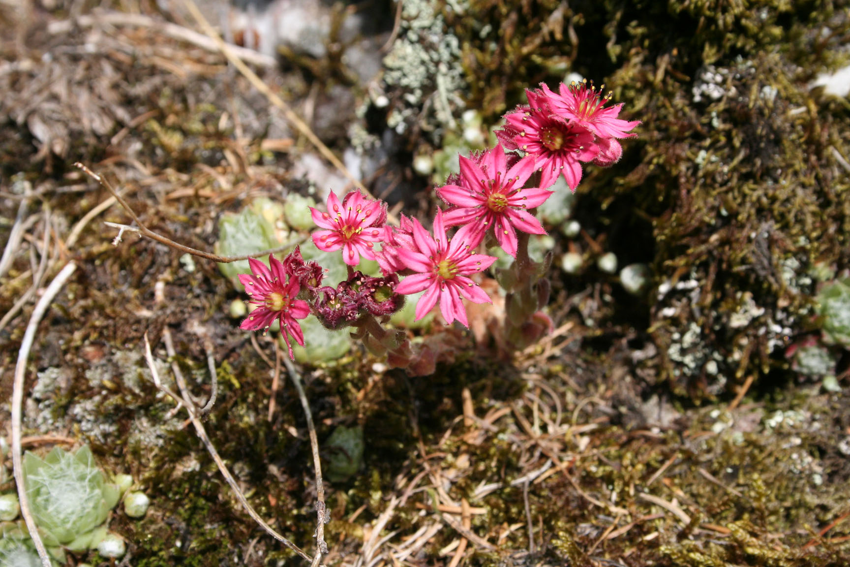 Evergreen ragnateloso - Val Borzago - July 19 20