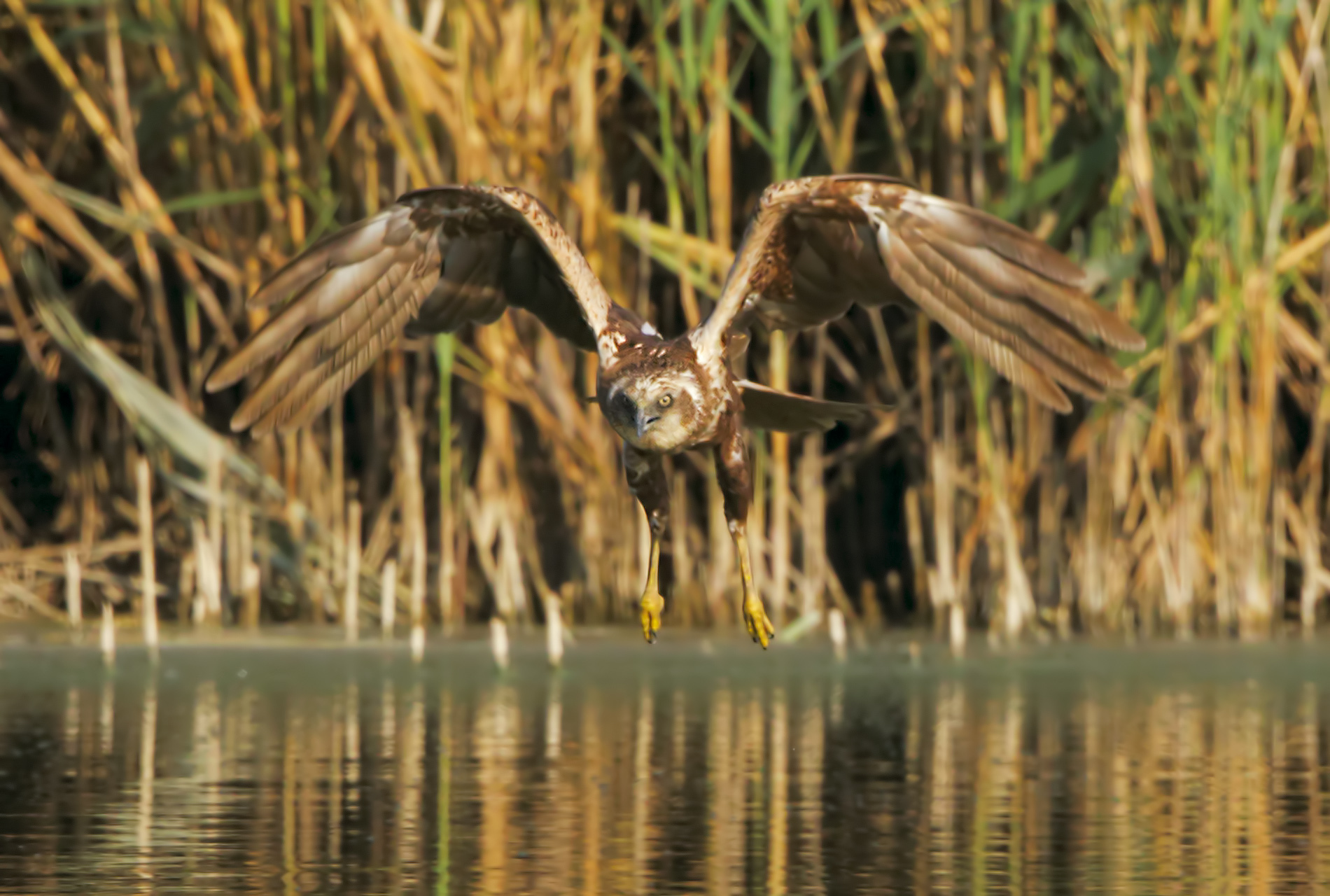 Falco swamp femminaa above the water