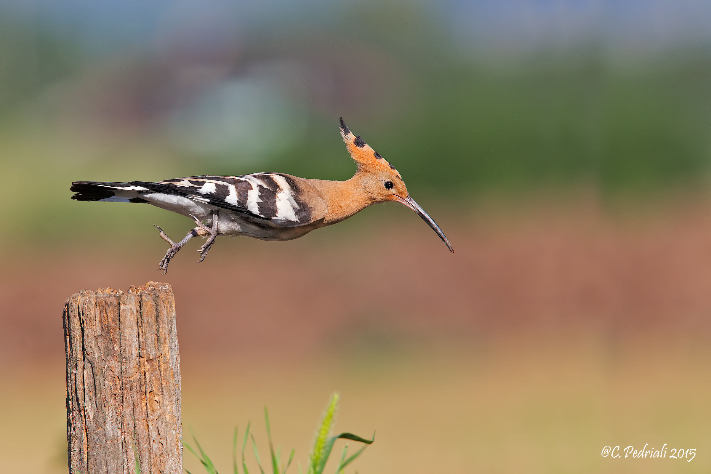 Hoopoe ... The ex ...