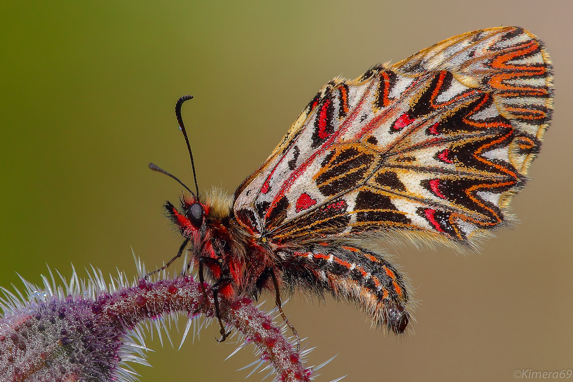 Zerinthia cassandra - male -