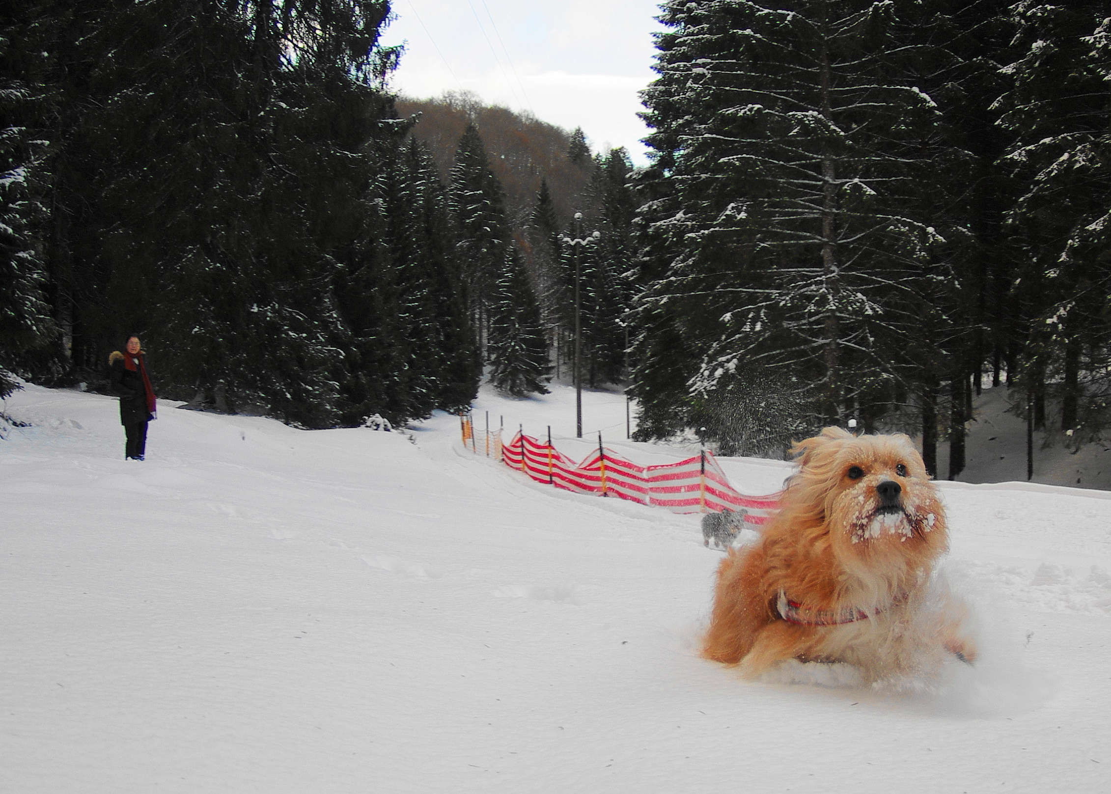 cagnolino nella neve del Cansiglio