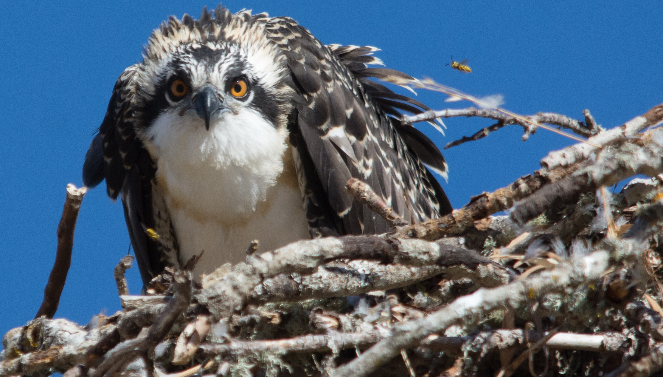 Bambino Osprey abbastanza grande per volare, ma semplicement...