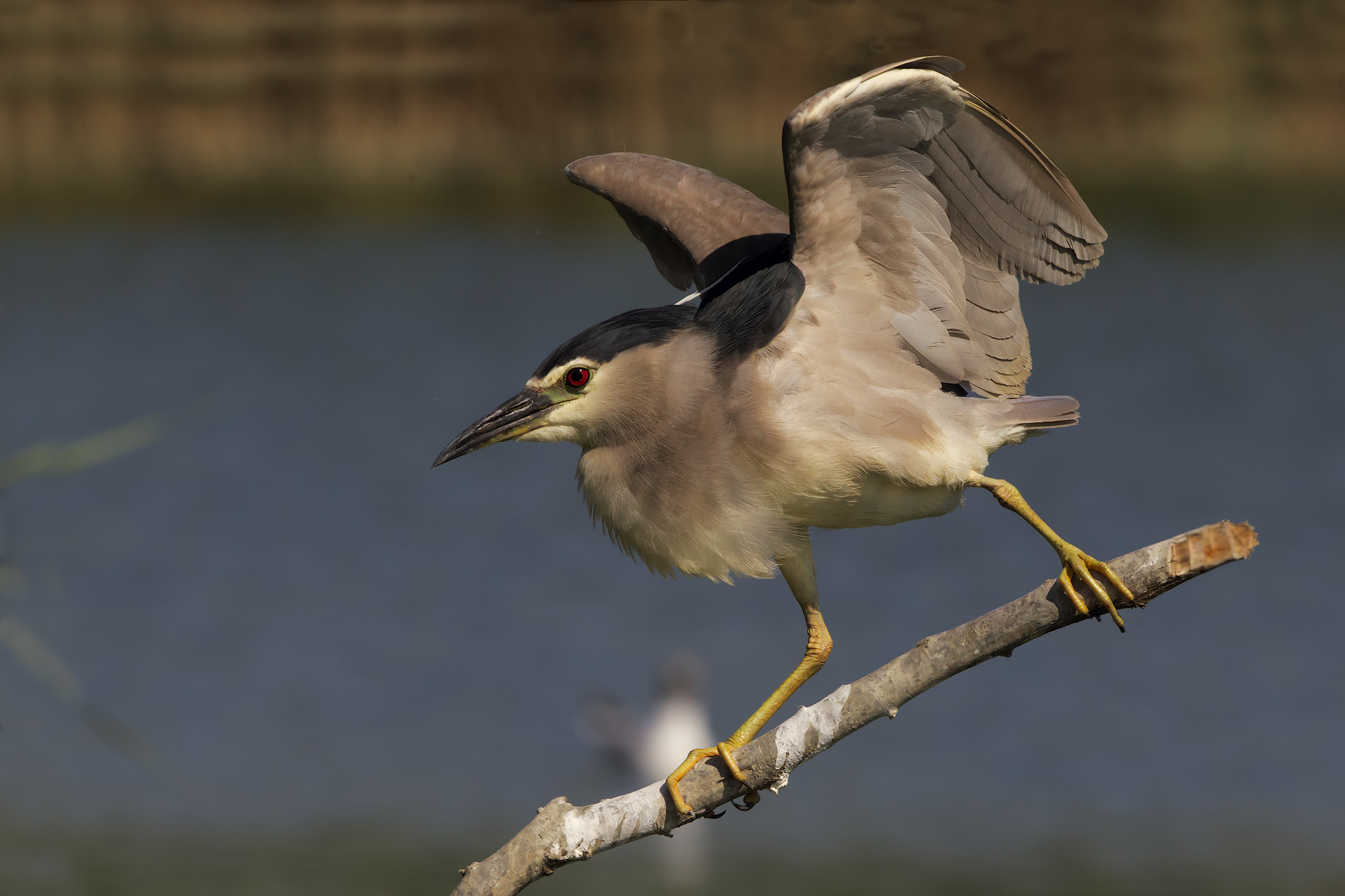 Night Heron