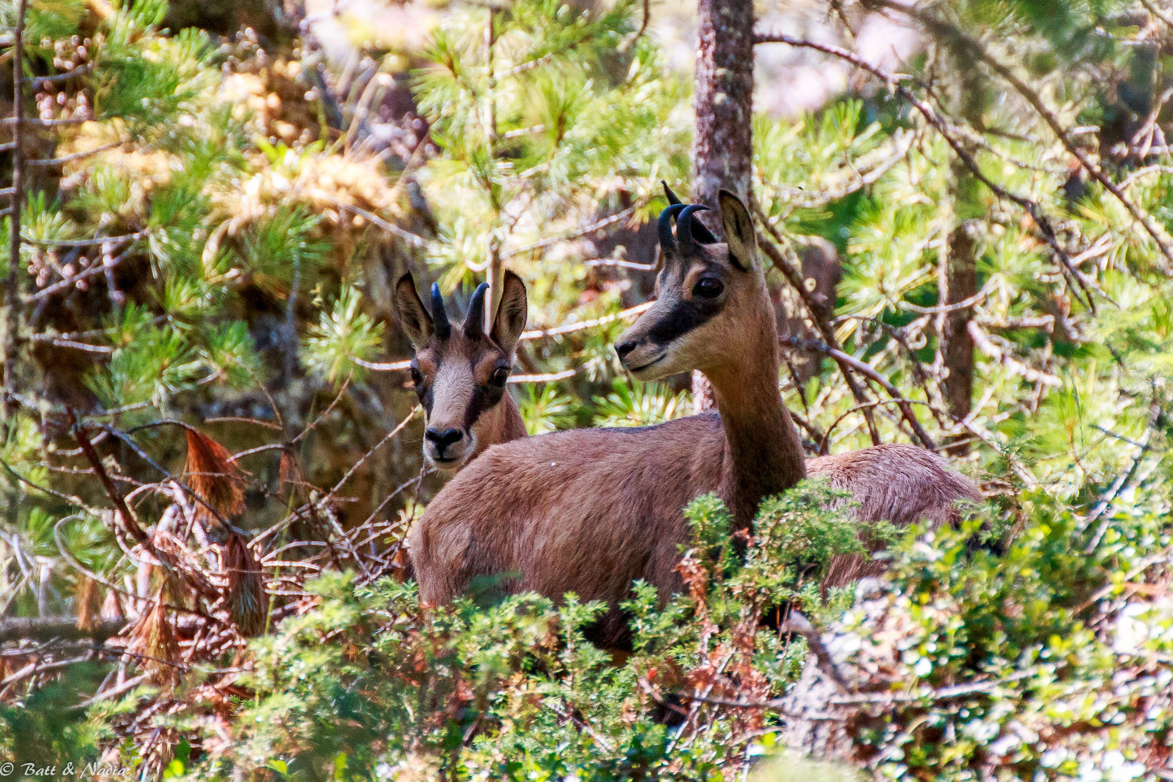 Among the trees of the forest