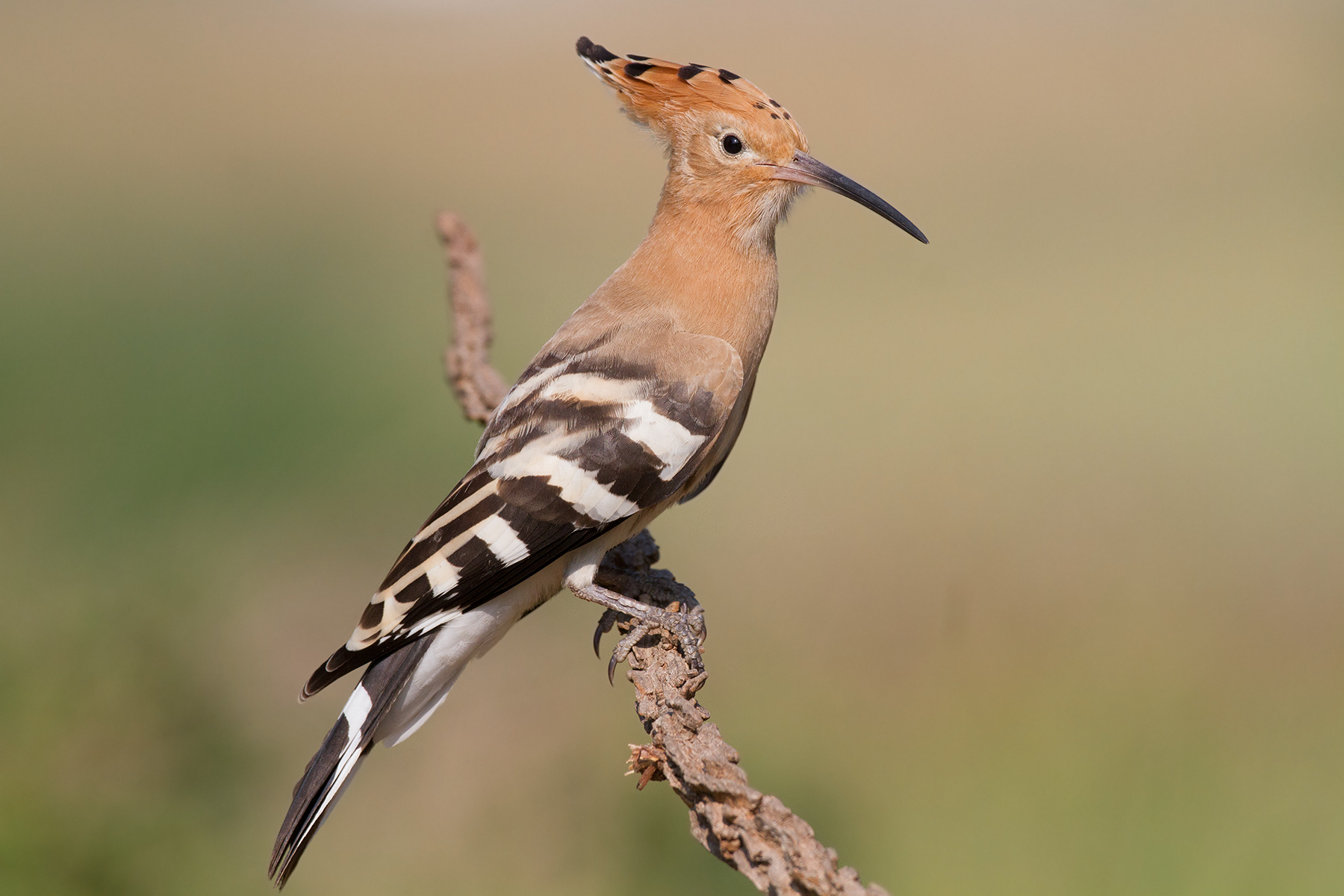 Hoopoe - Eurasian Hoopoe