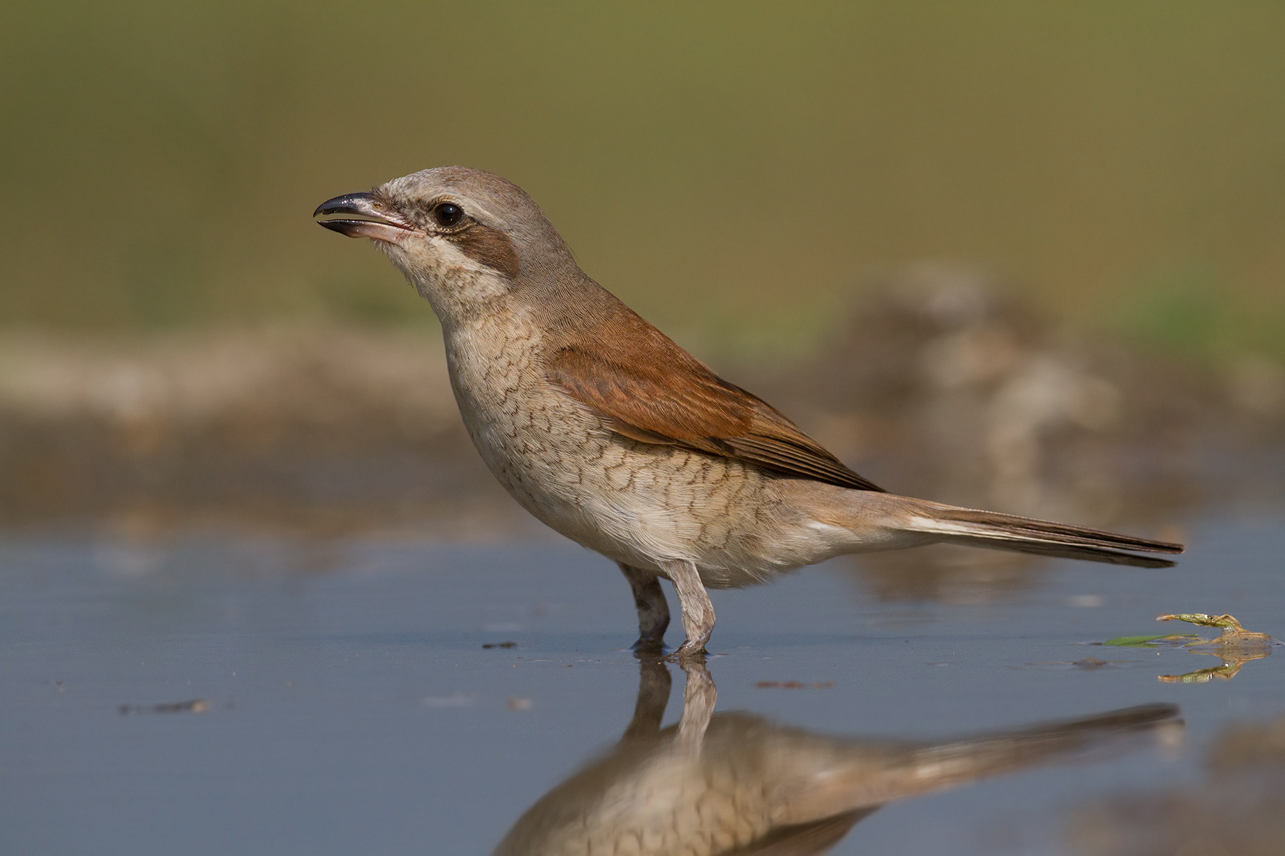 Averla Piccola Femmina Redbacked Shrike female