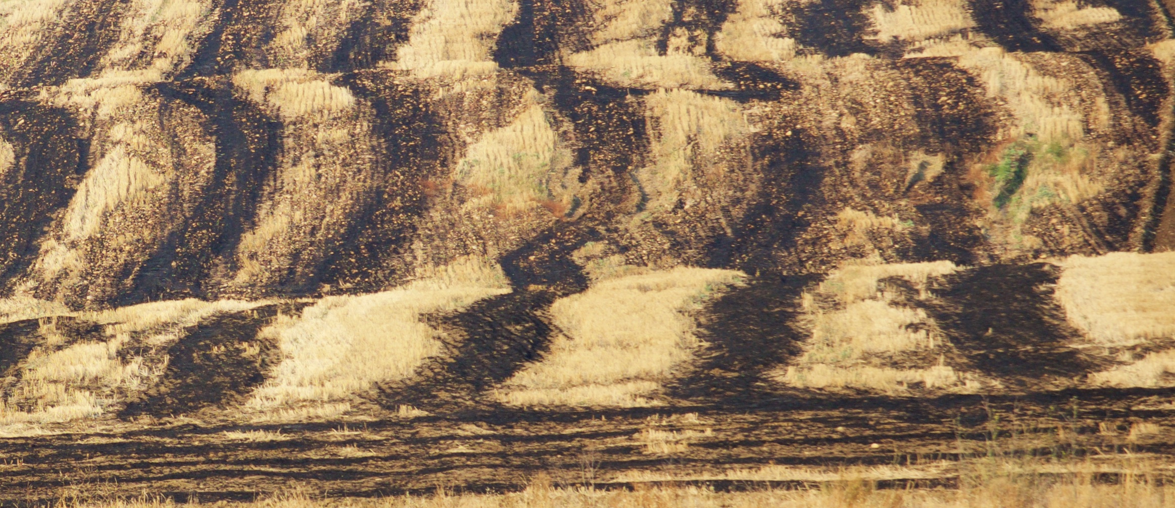 Campagna siciliana - particolare