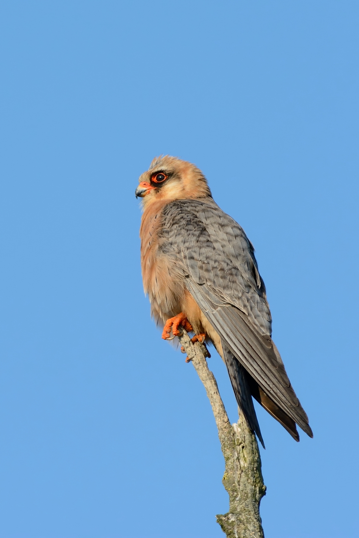 Falco cuculo femmina.