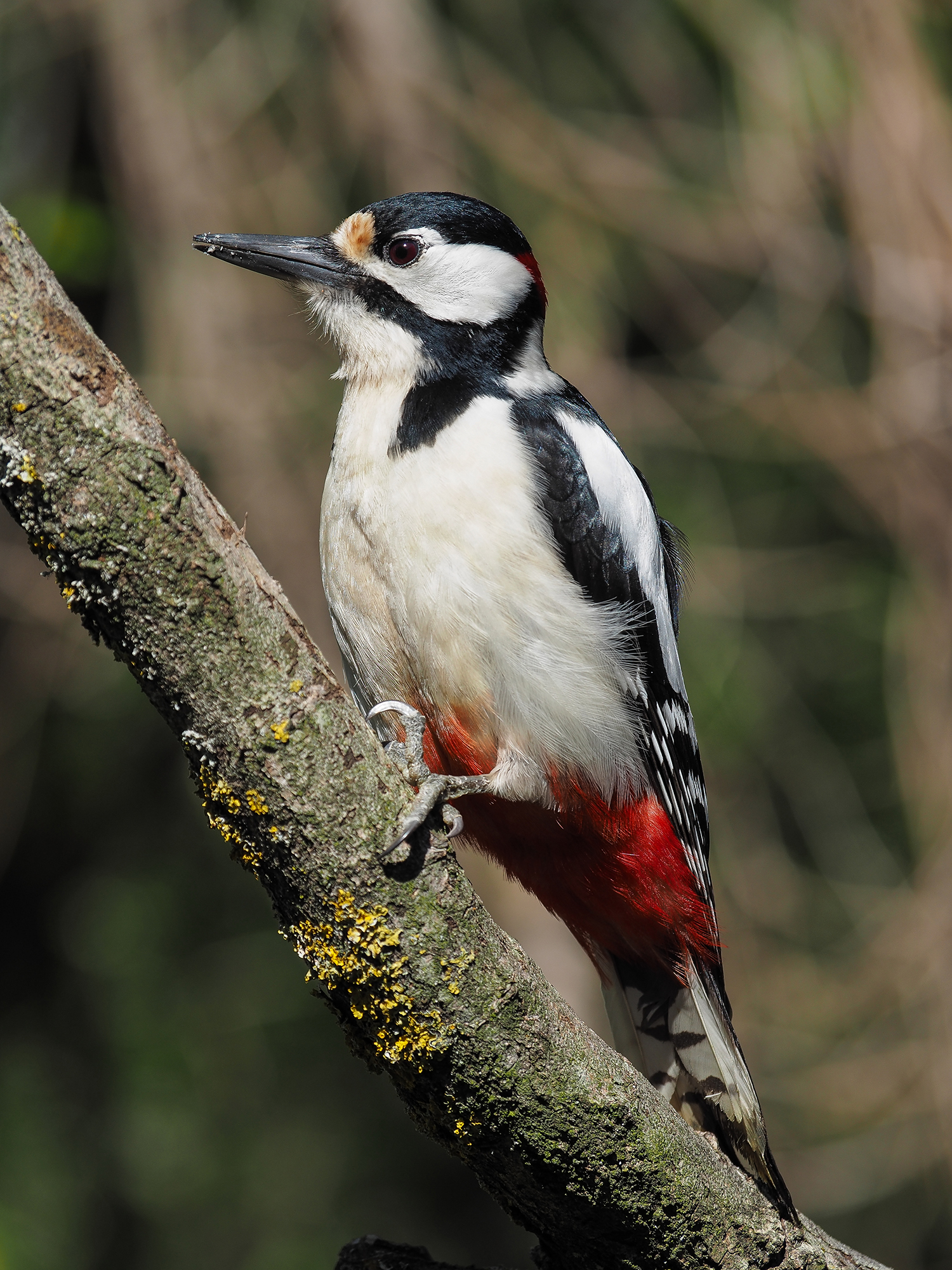 Spotted Woodpecker (male)