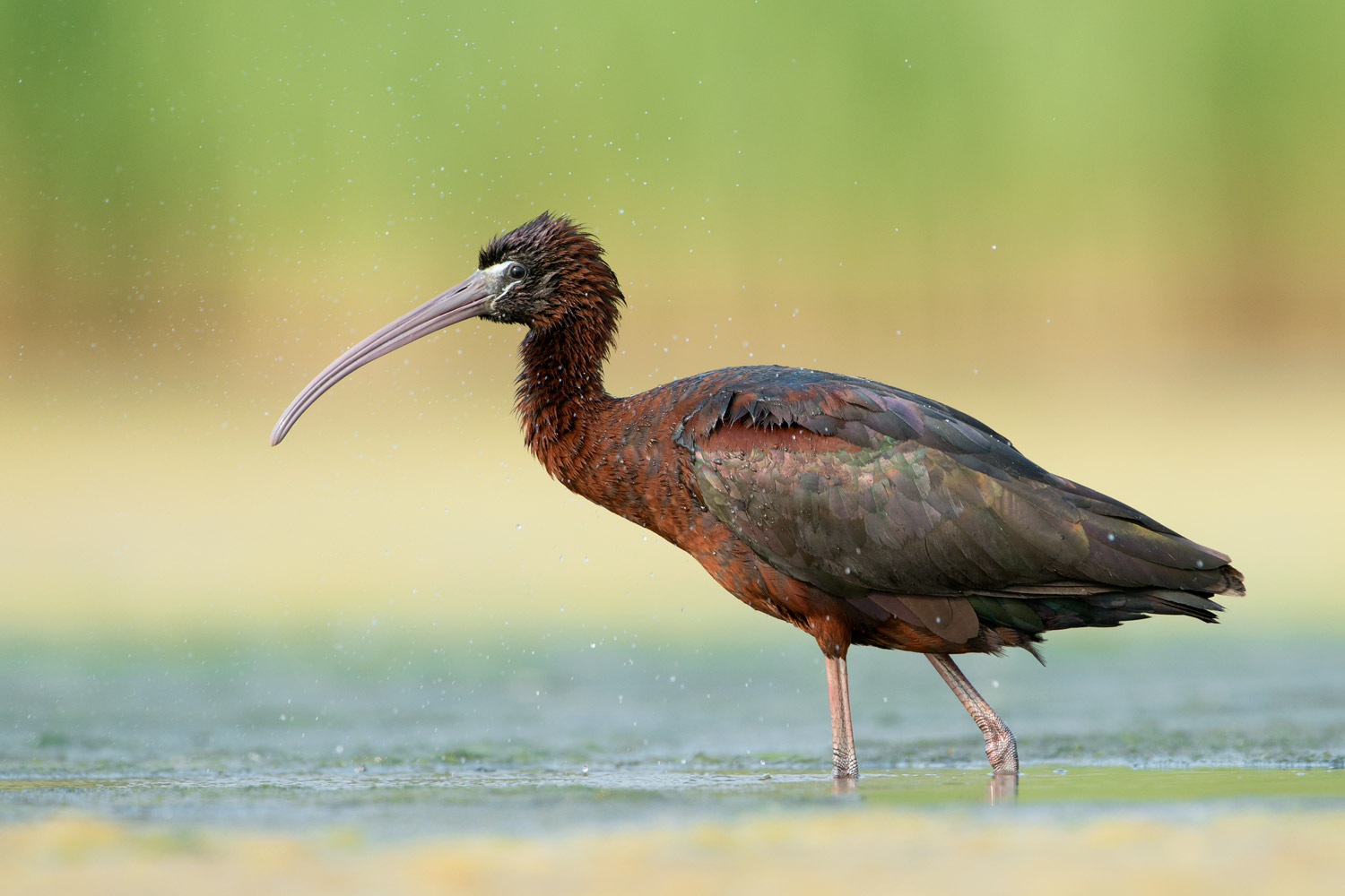 Glossy Ibis