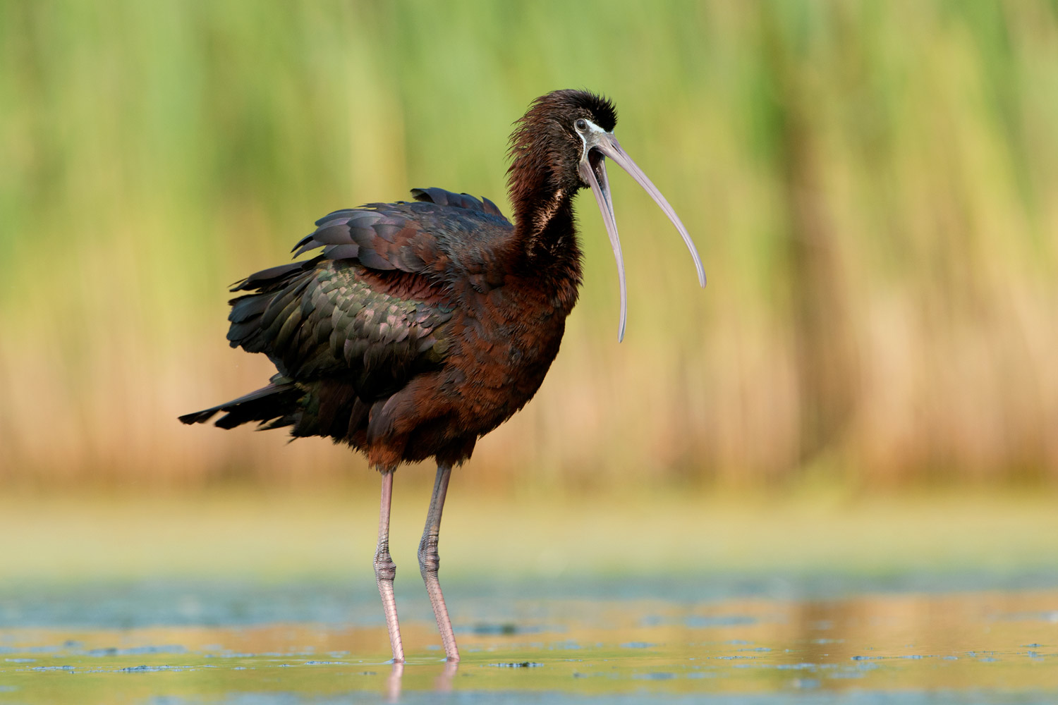 Glossy Ibis