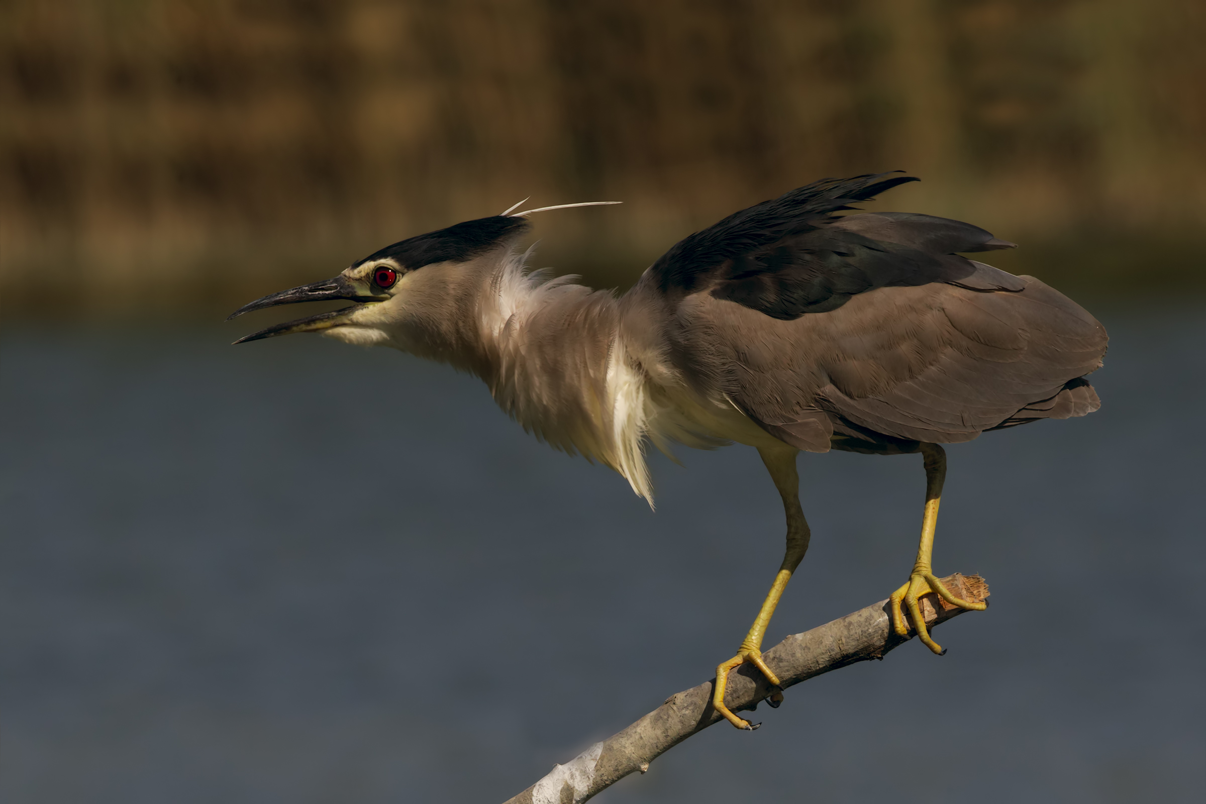 Night Heron