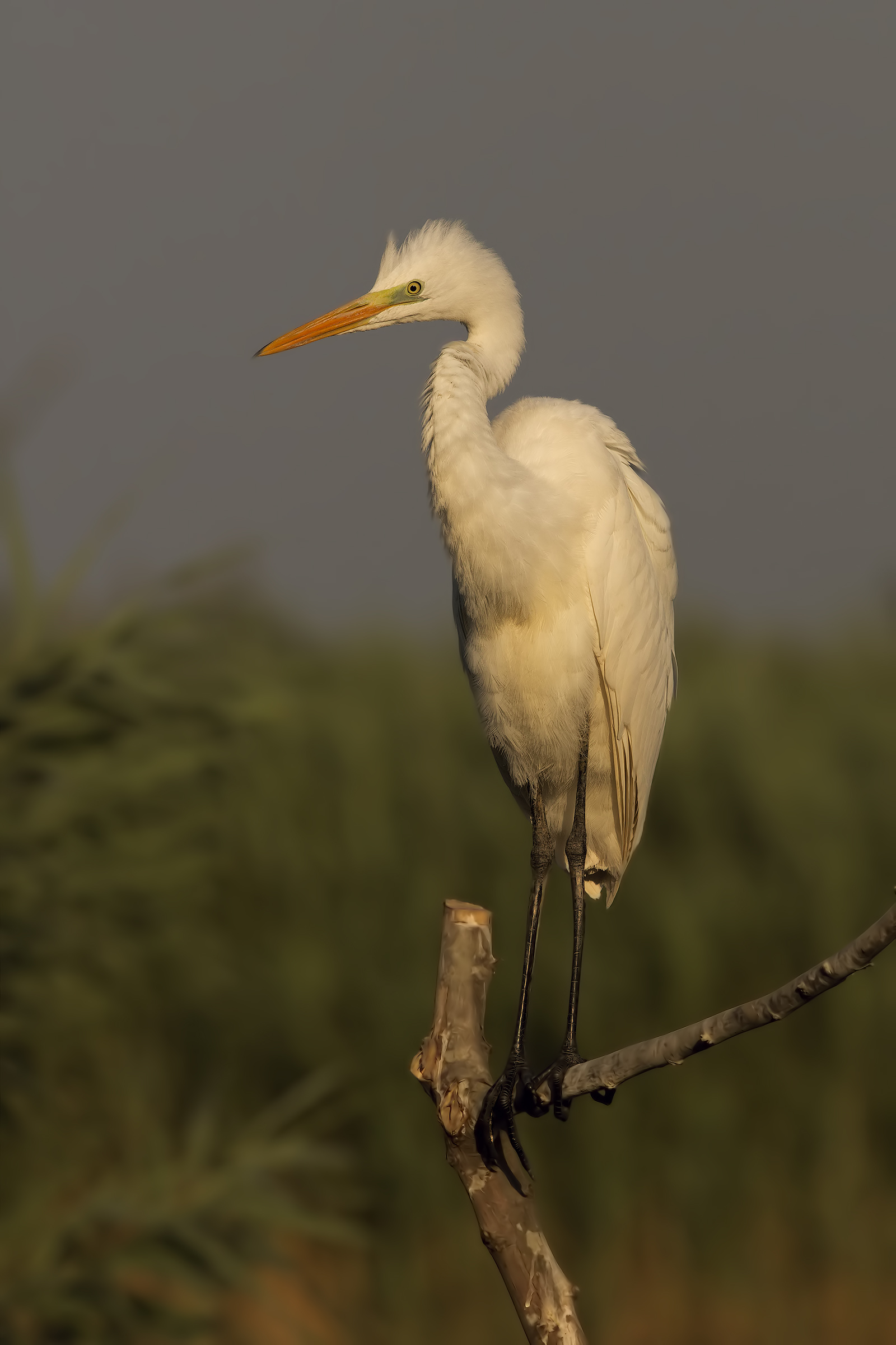 Egret on the pole
