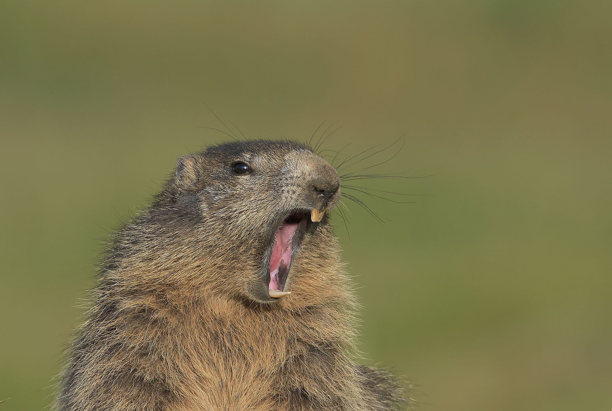 Alpine Marmot: Marmota marmota