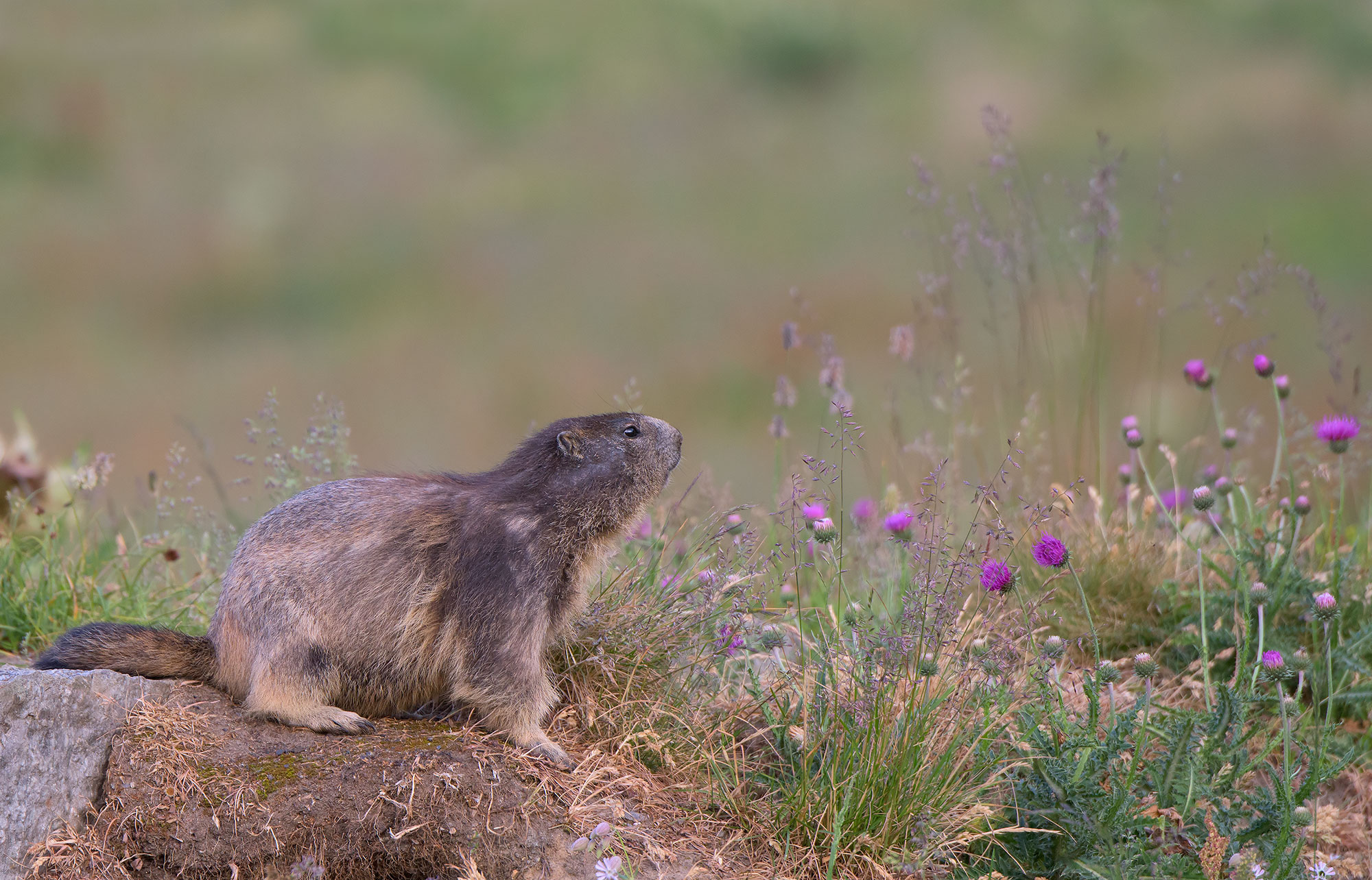 Alpine Marmot: Marmota marmota
