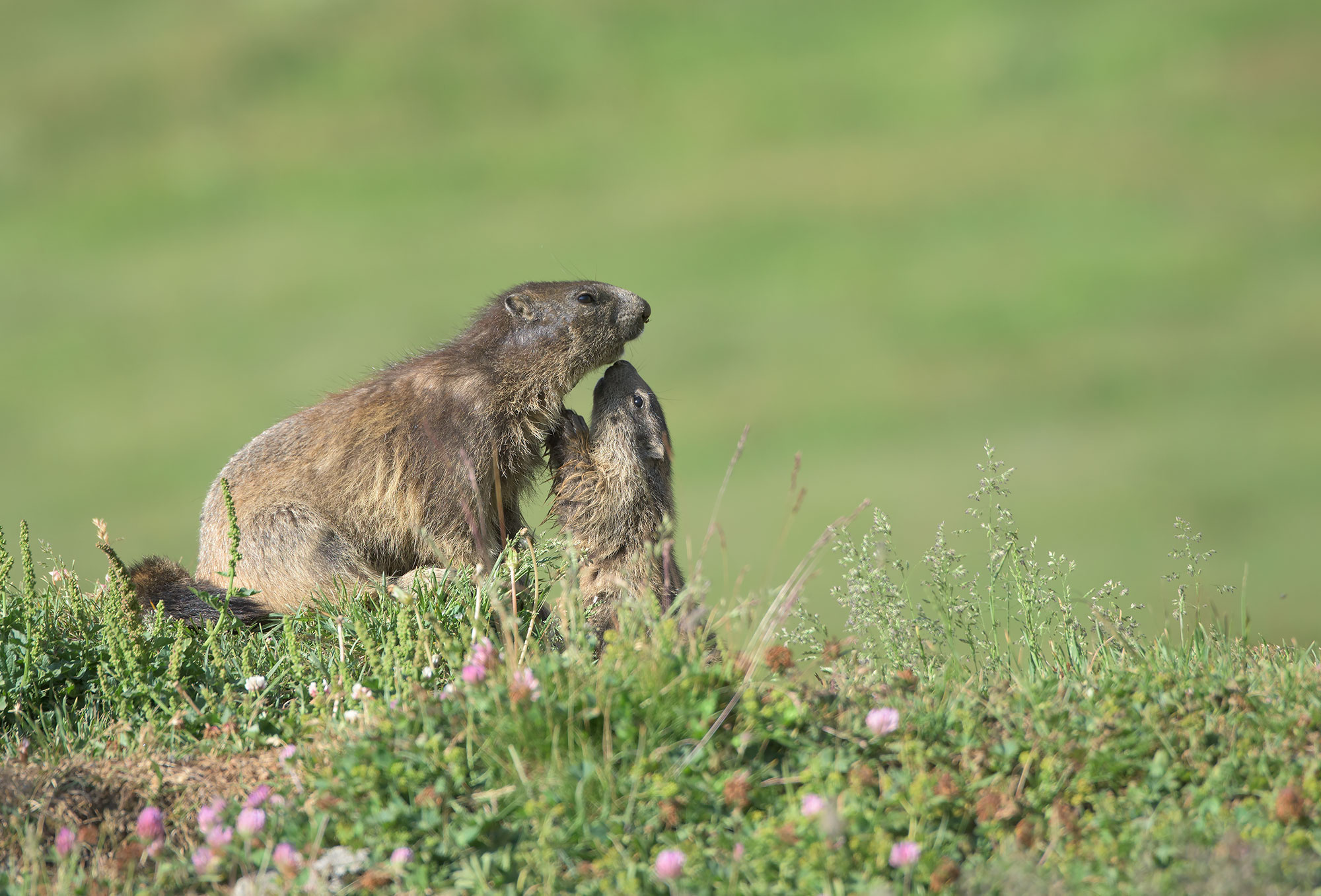 Alpine Marmot: Marmota marmota