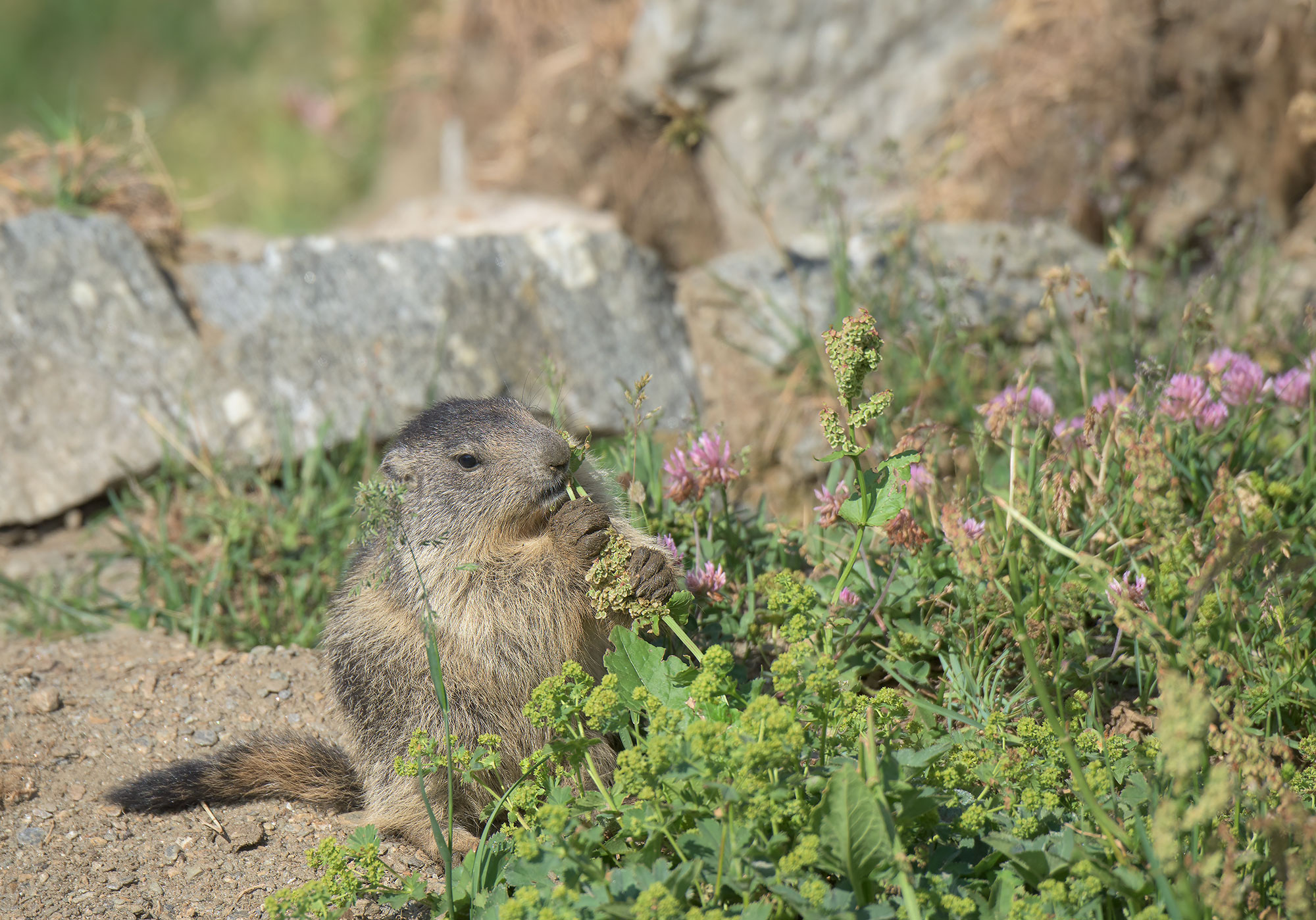 Alpine Marmot: Marmota marmota