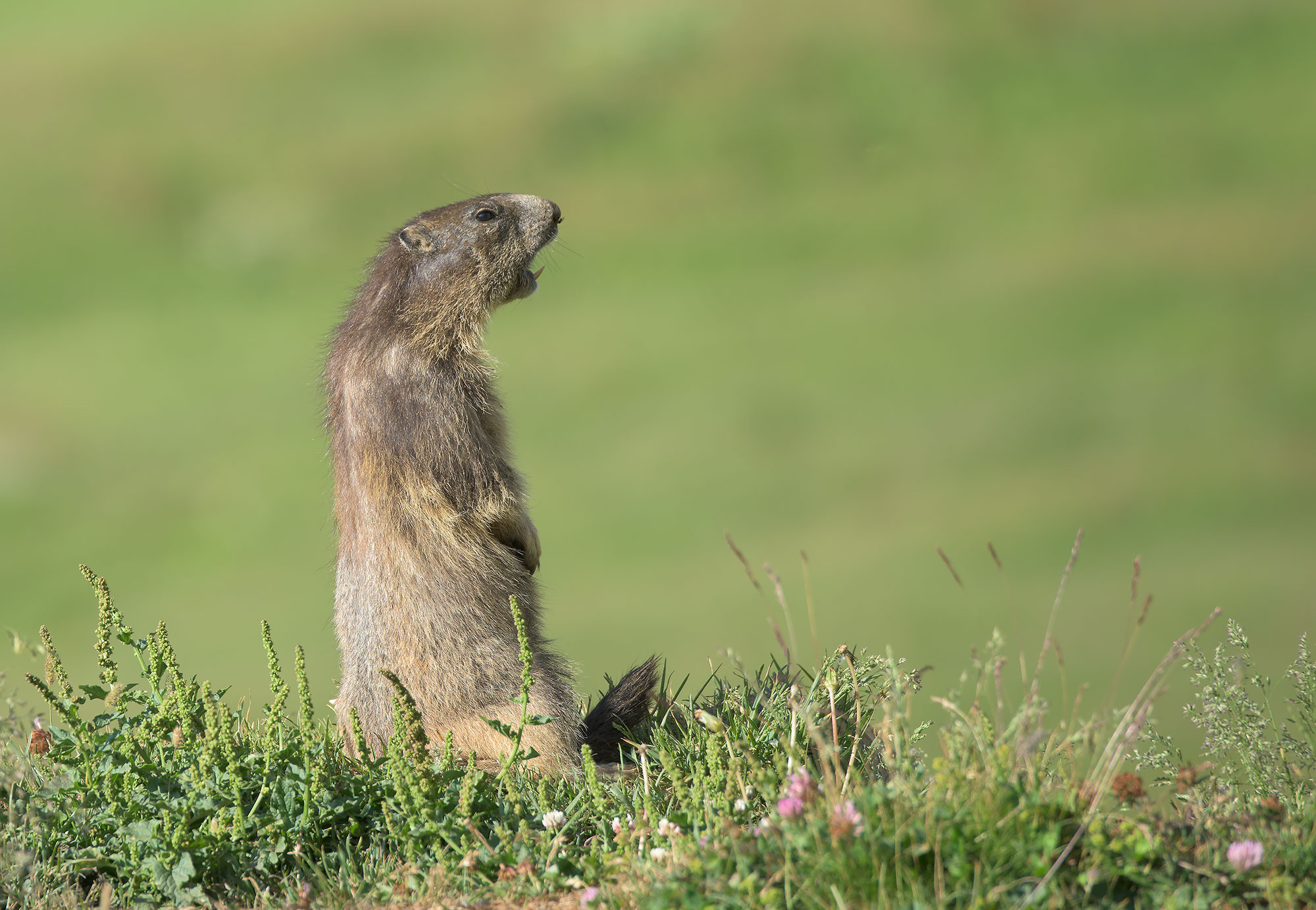 Alpine Marmot: Marmota marmota