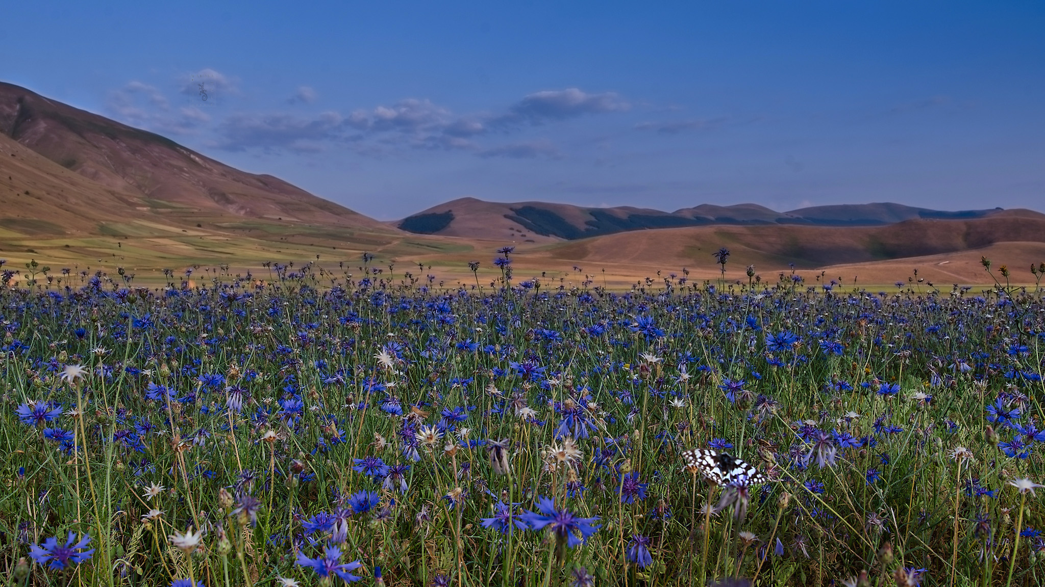 Last Castelluccio flowers ...... bye butterfly