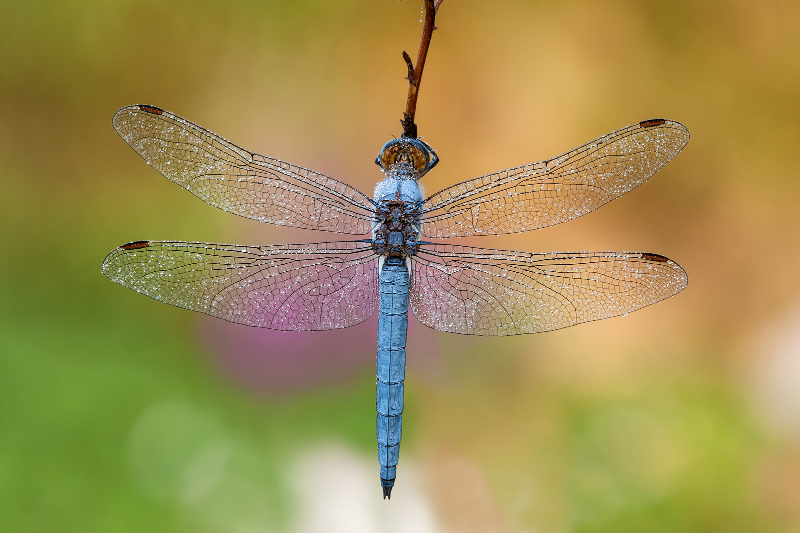 Orthetrum brunneum