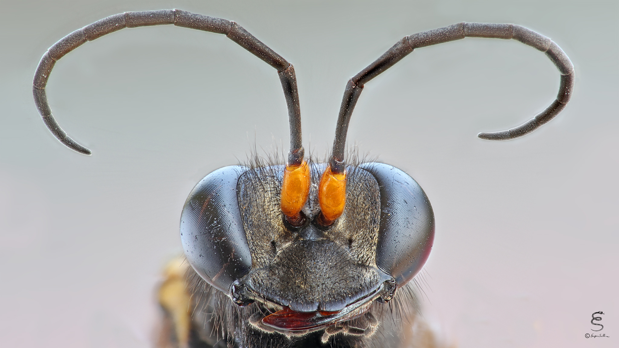 Ritratto di Vespa vasaia