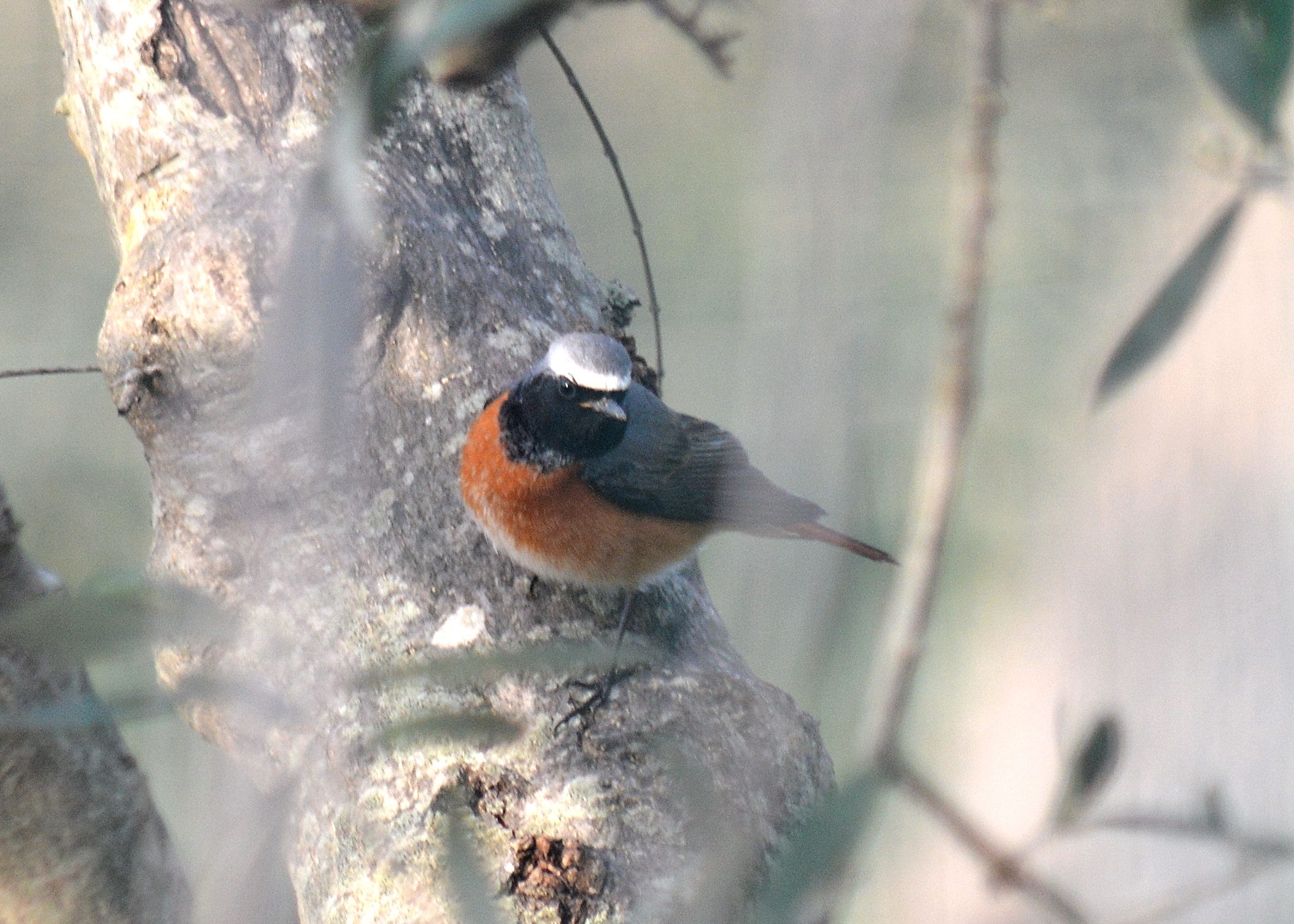Redstart - Phoenicurus phoenicurus