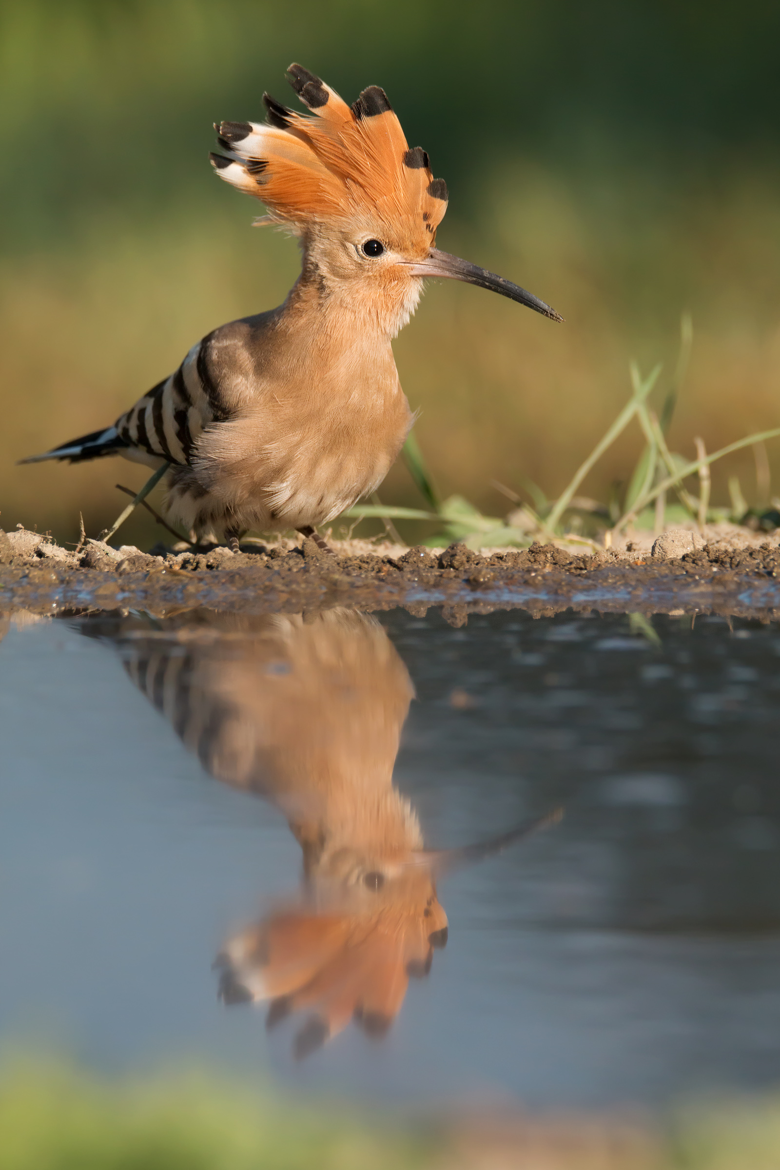 Hoopoe