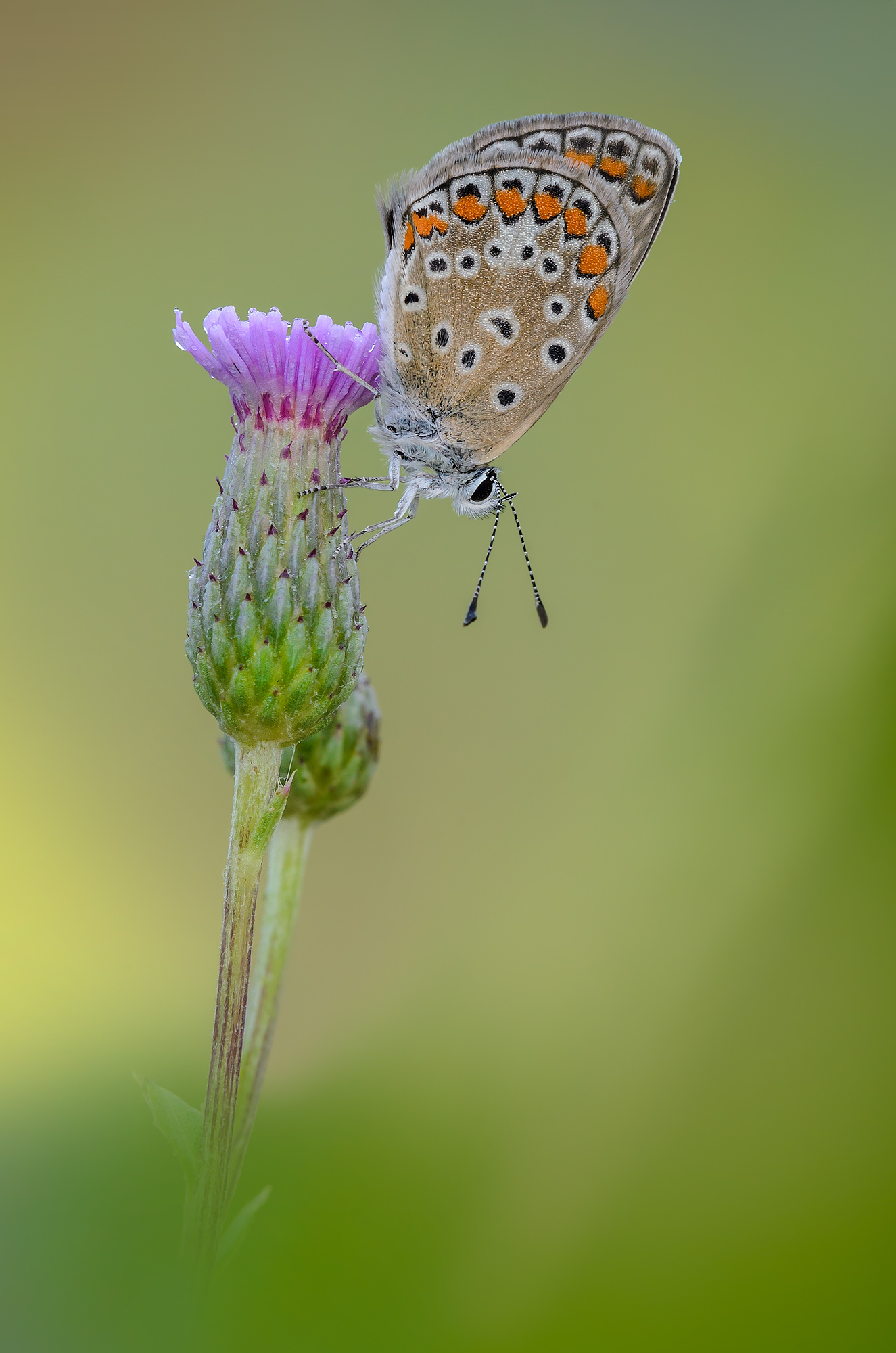 Polyommatus icarus