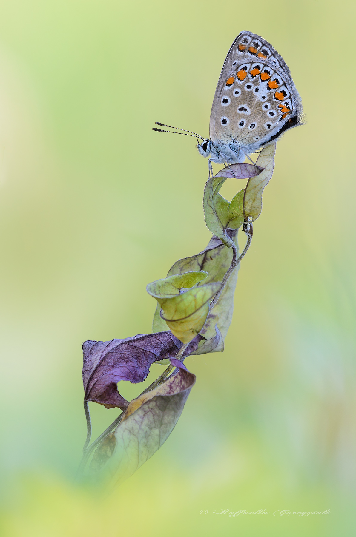 If you could read my thoughts .....