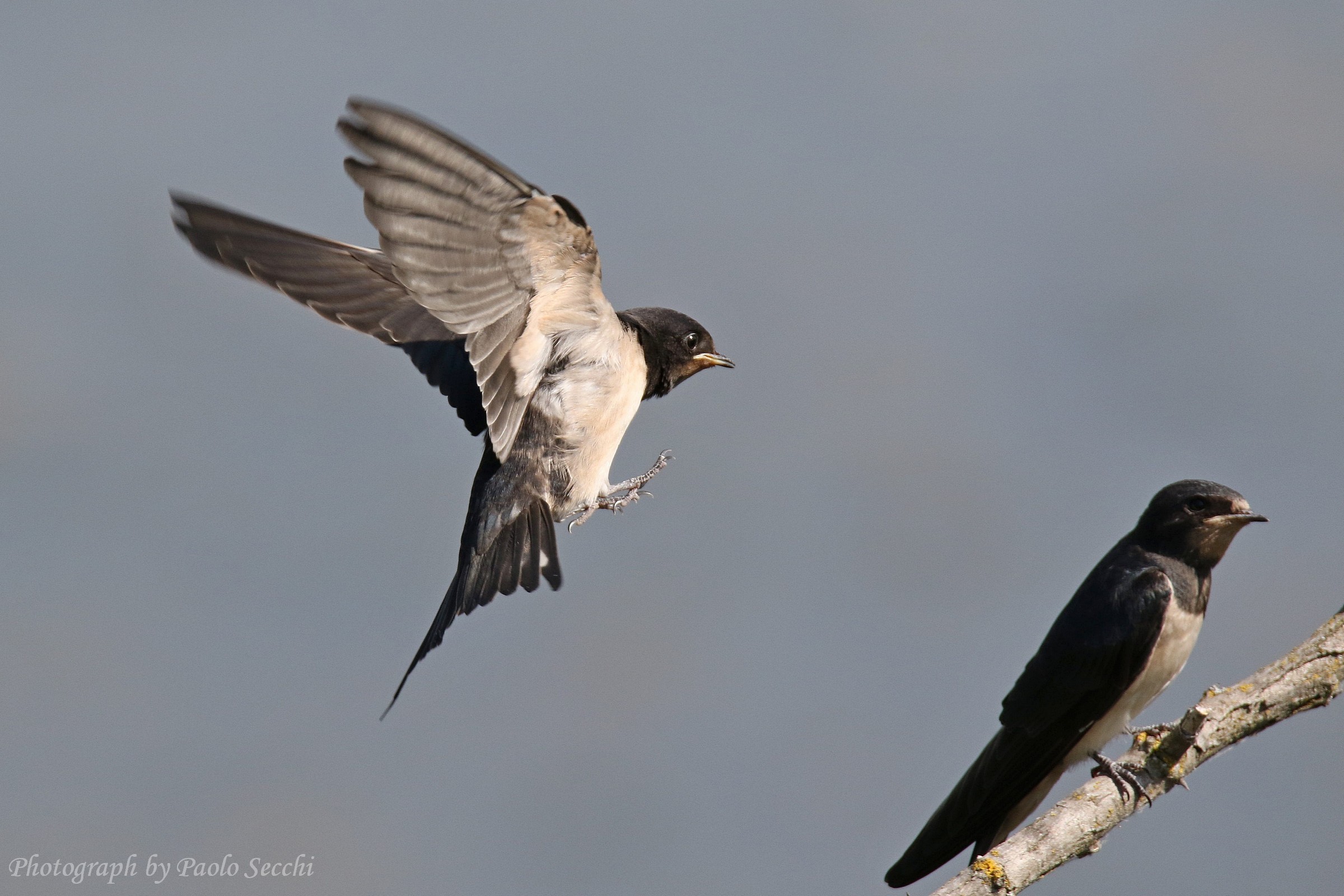 The arrival of the swallow