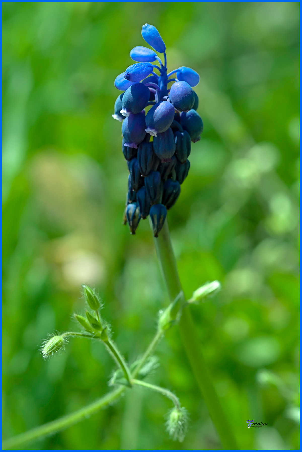 Muscari / fiore selvatico dei prati