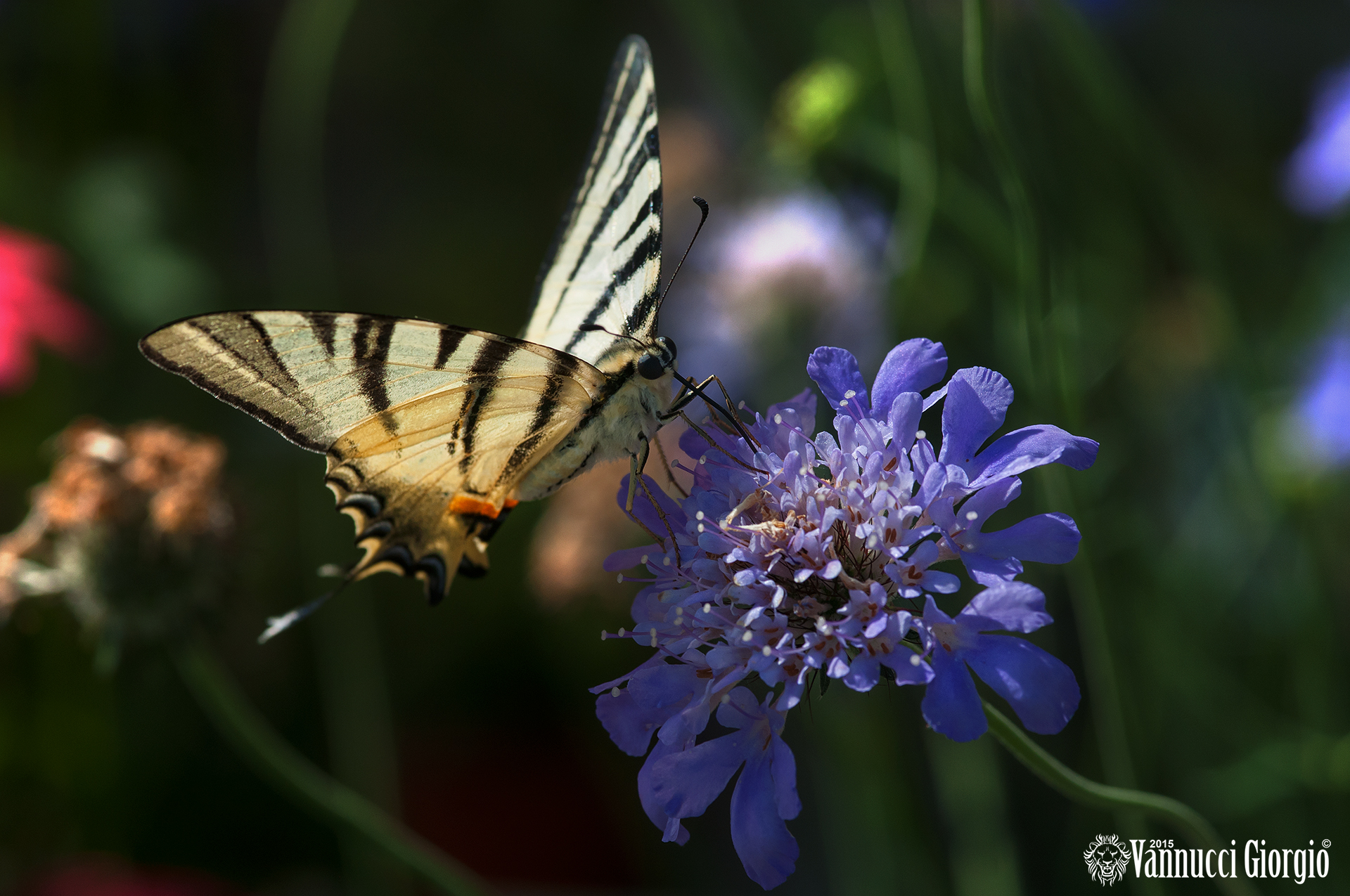 Scarce Swallowtail