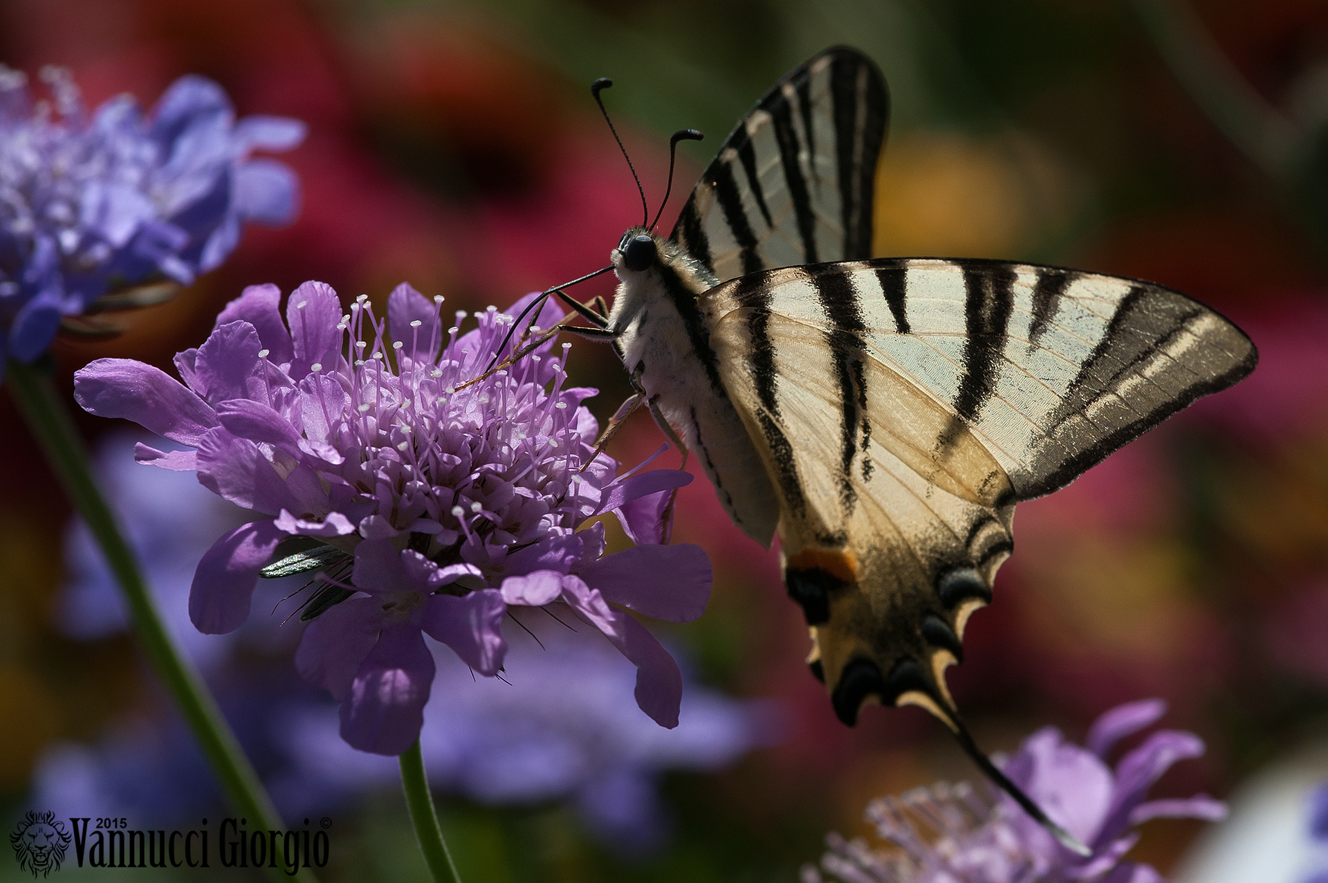 Scarce Swallowtail
