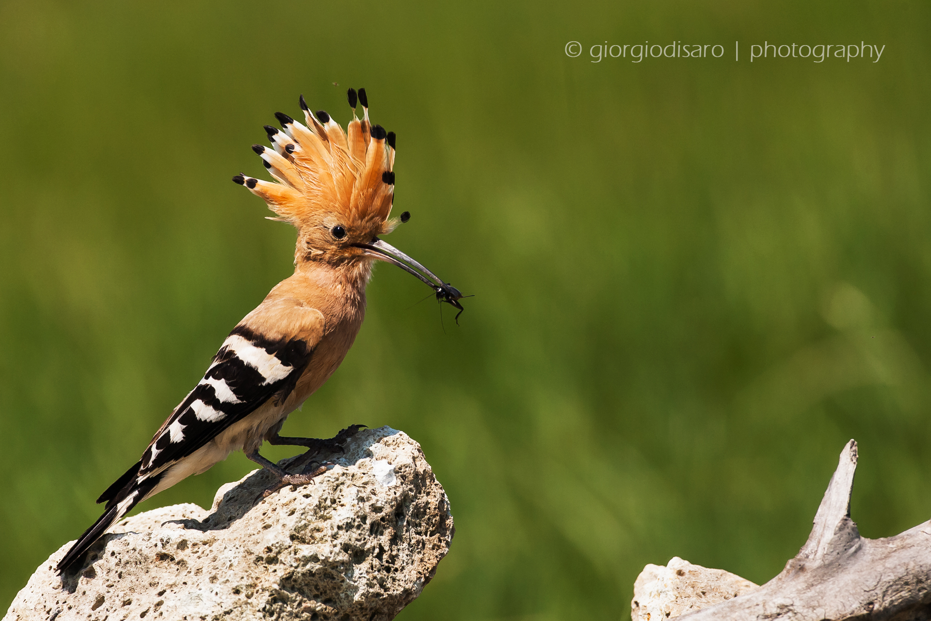 Hoopoe with prey