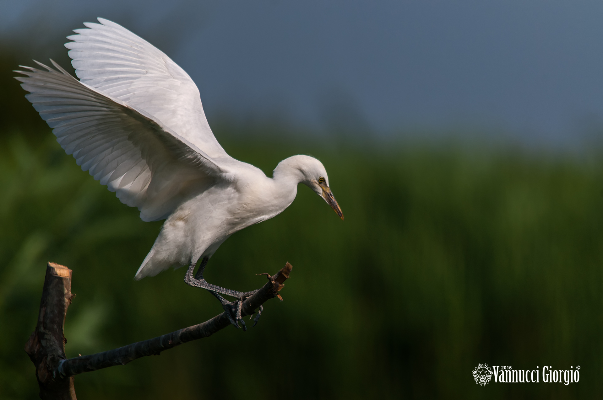 White Heron Maggiore