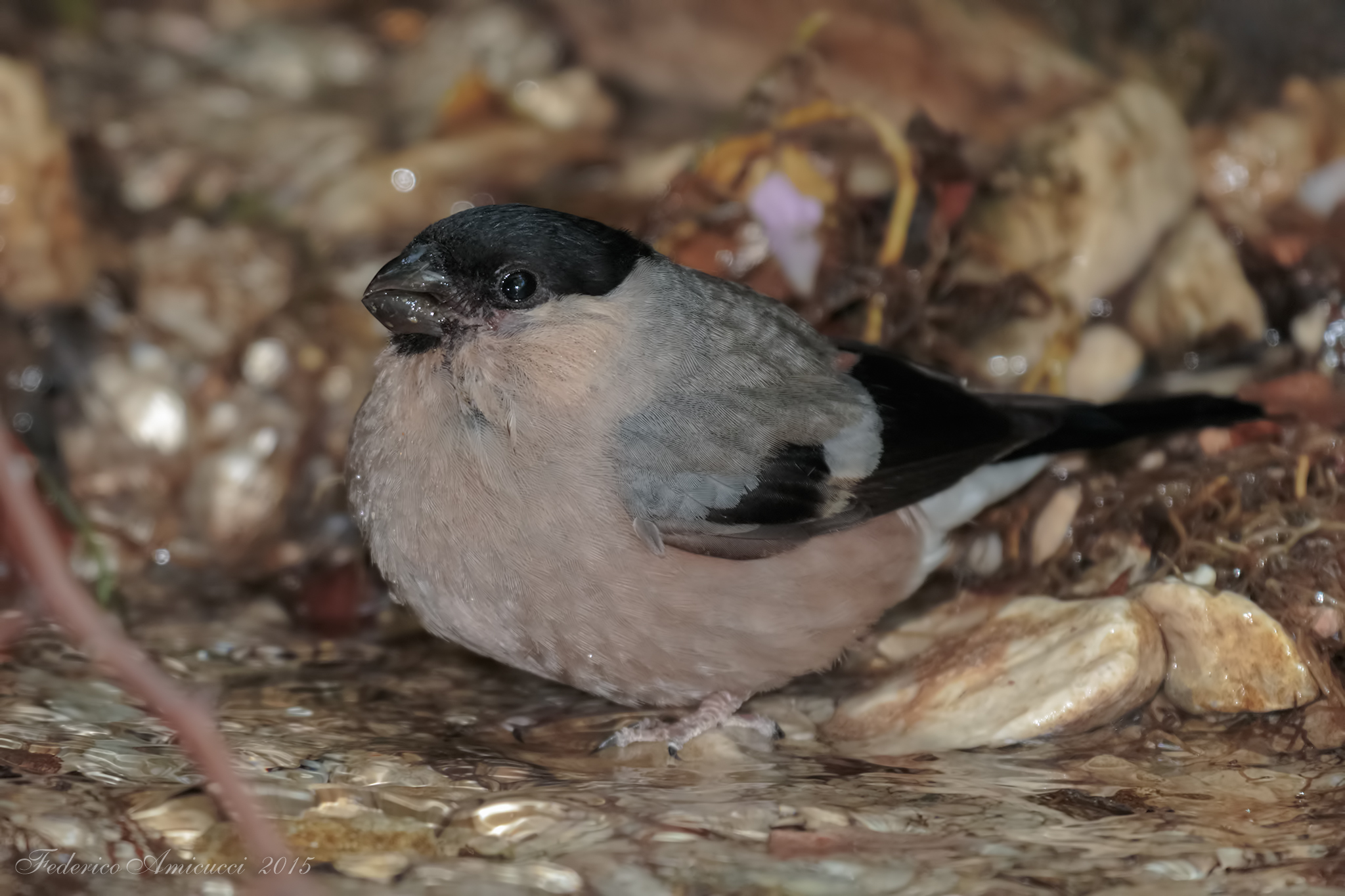 Ciuffolotto Femmina in "ammollo"