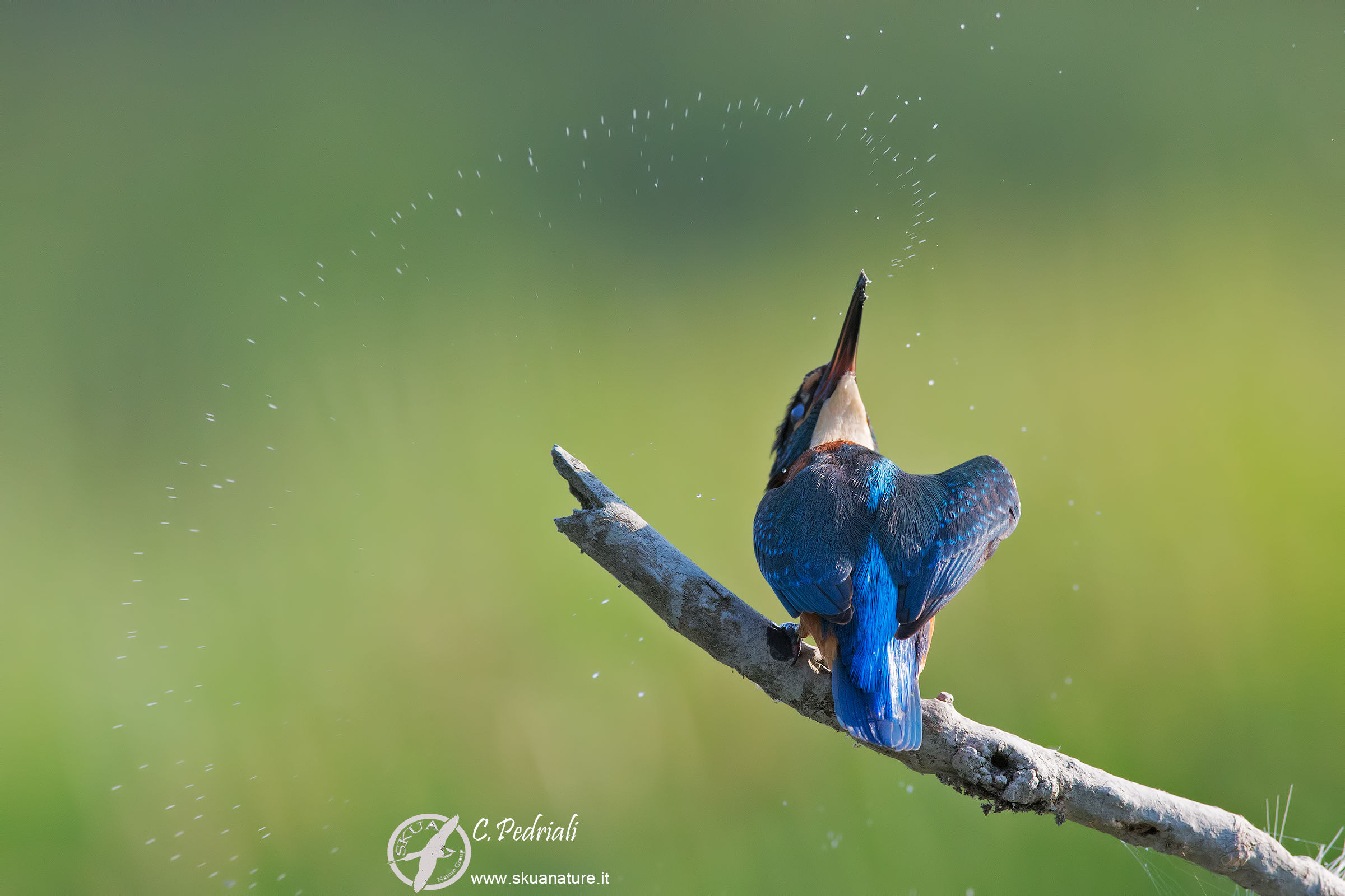 Martin Pescatore.... gocce...