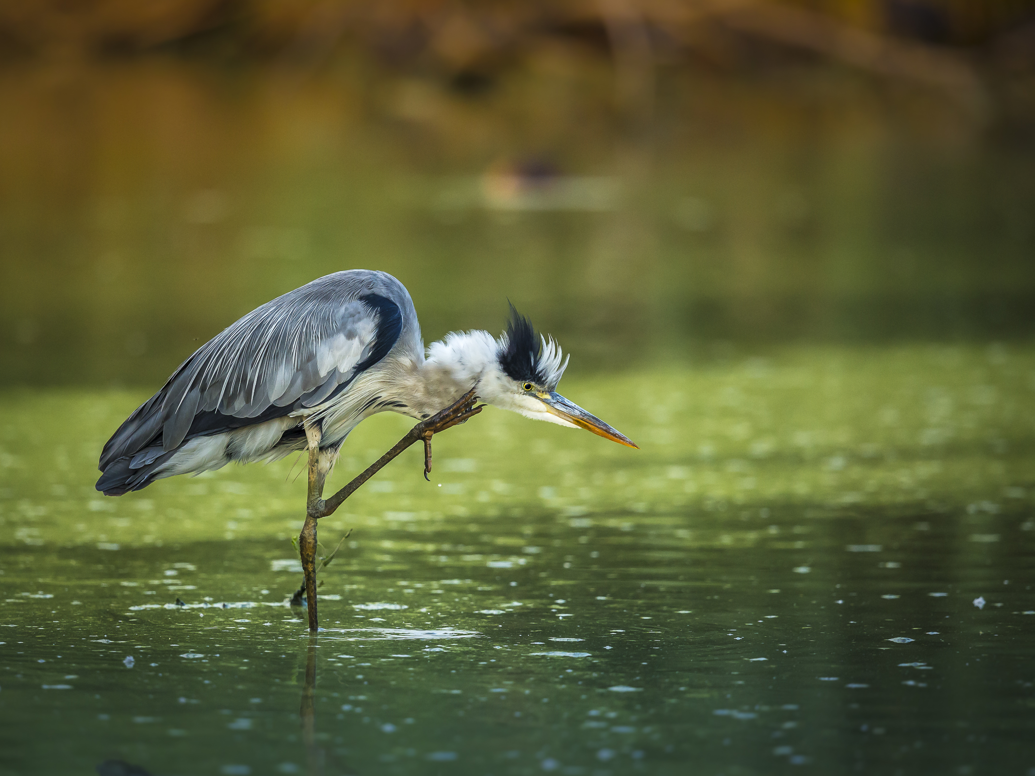 Ardea cinerea, the scratch