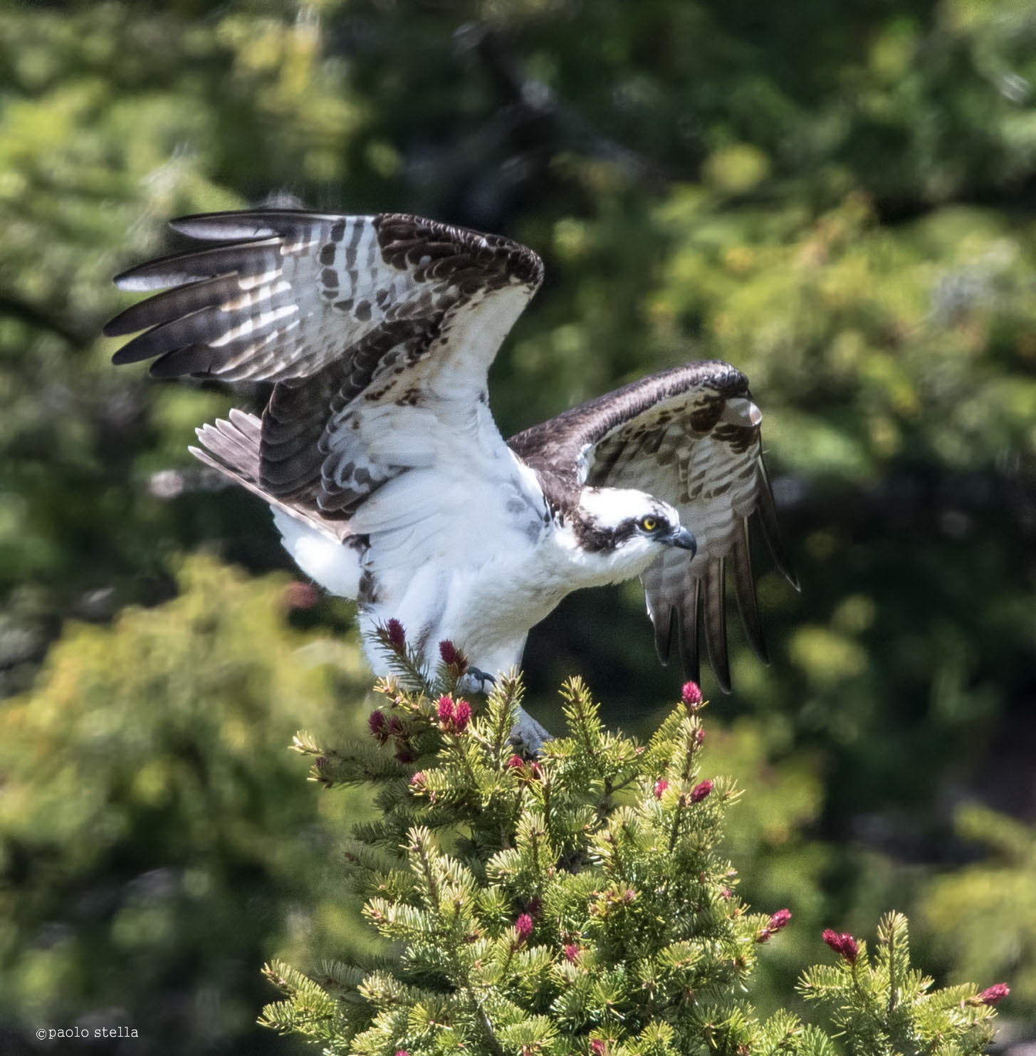 osprey - osprey