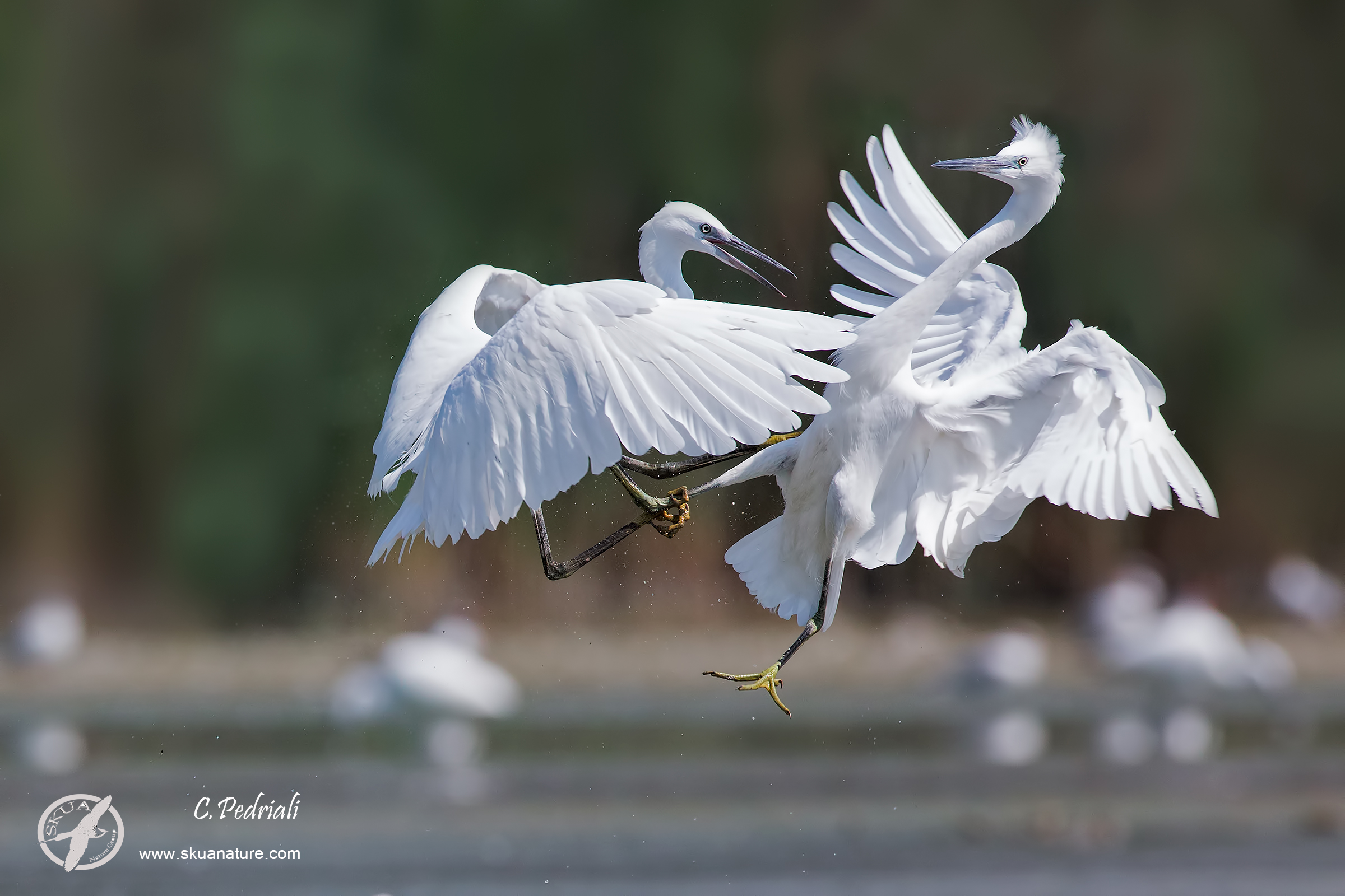 Lite fra Garzette....