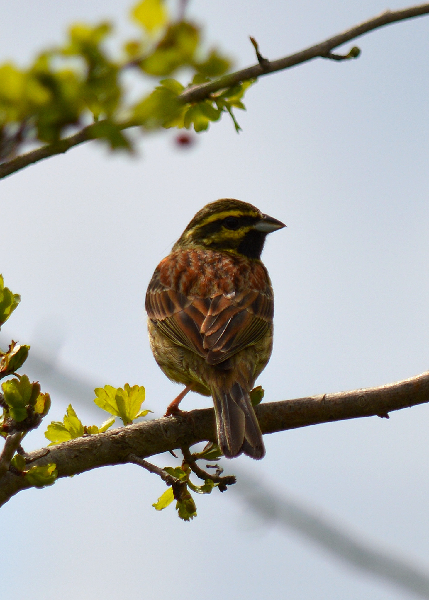 Black bunting - Emberiza cirlus
