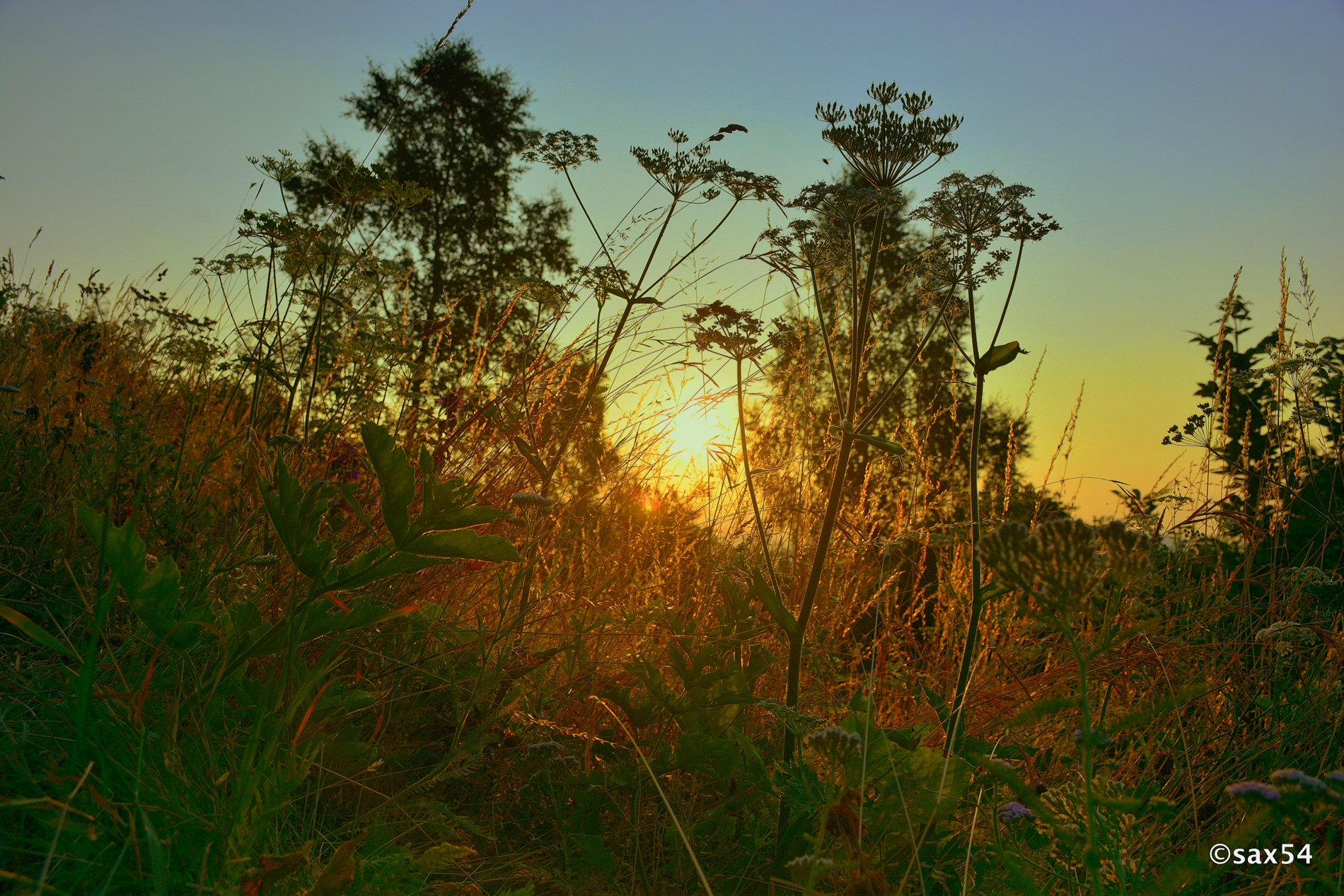 the sunrise in the tall grass