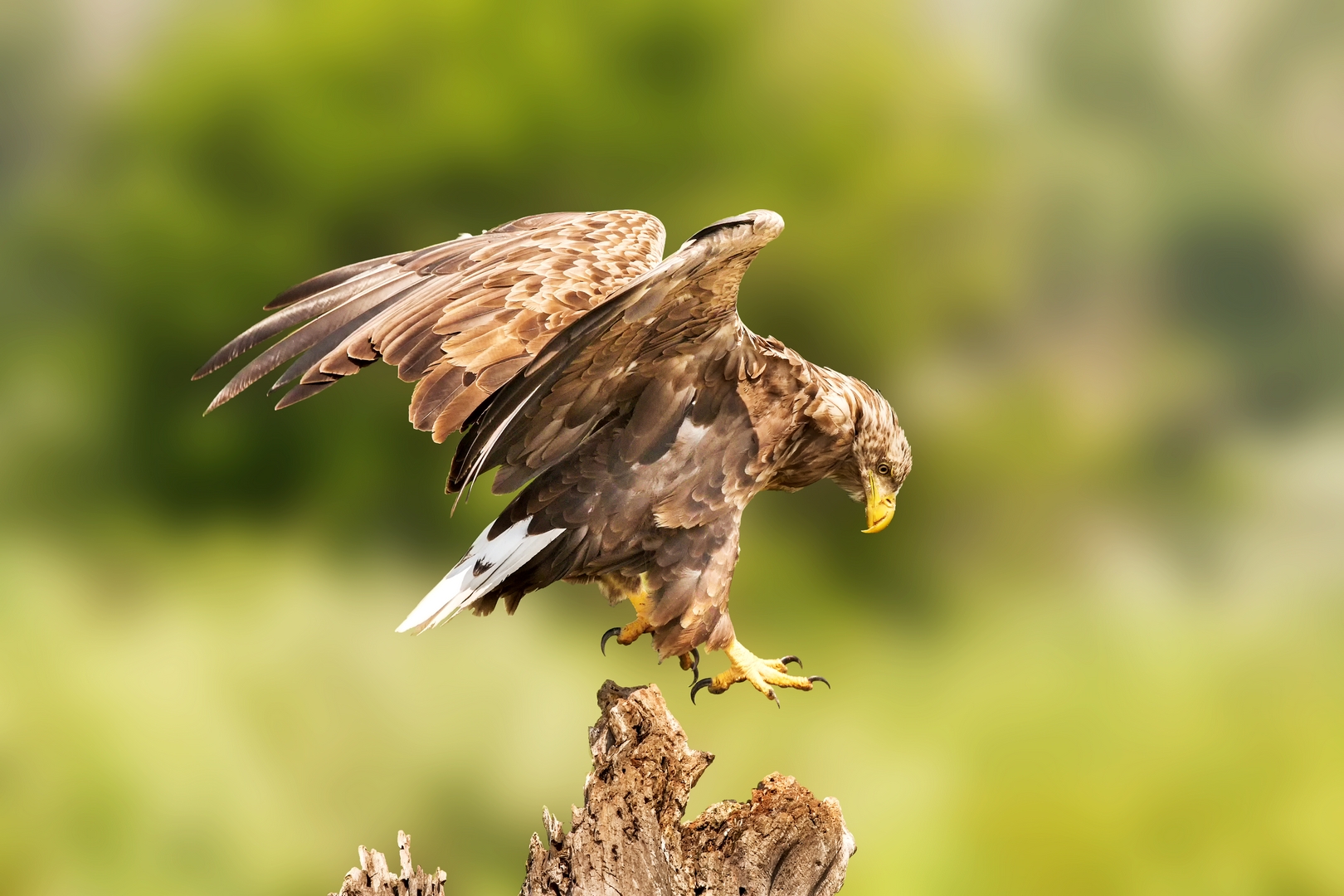White-tailed sea eagle