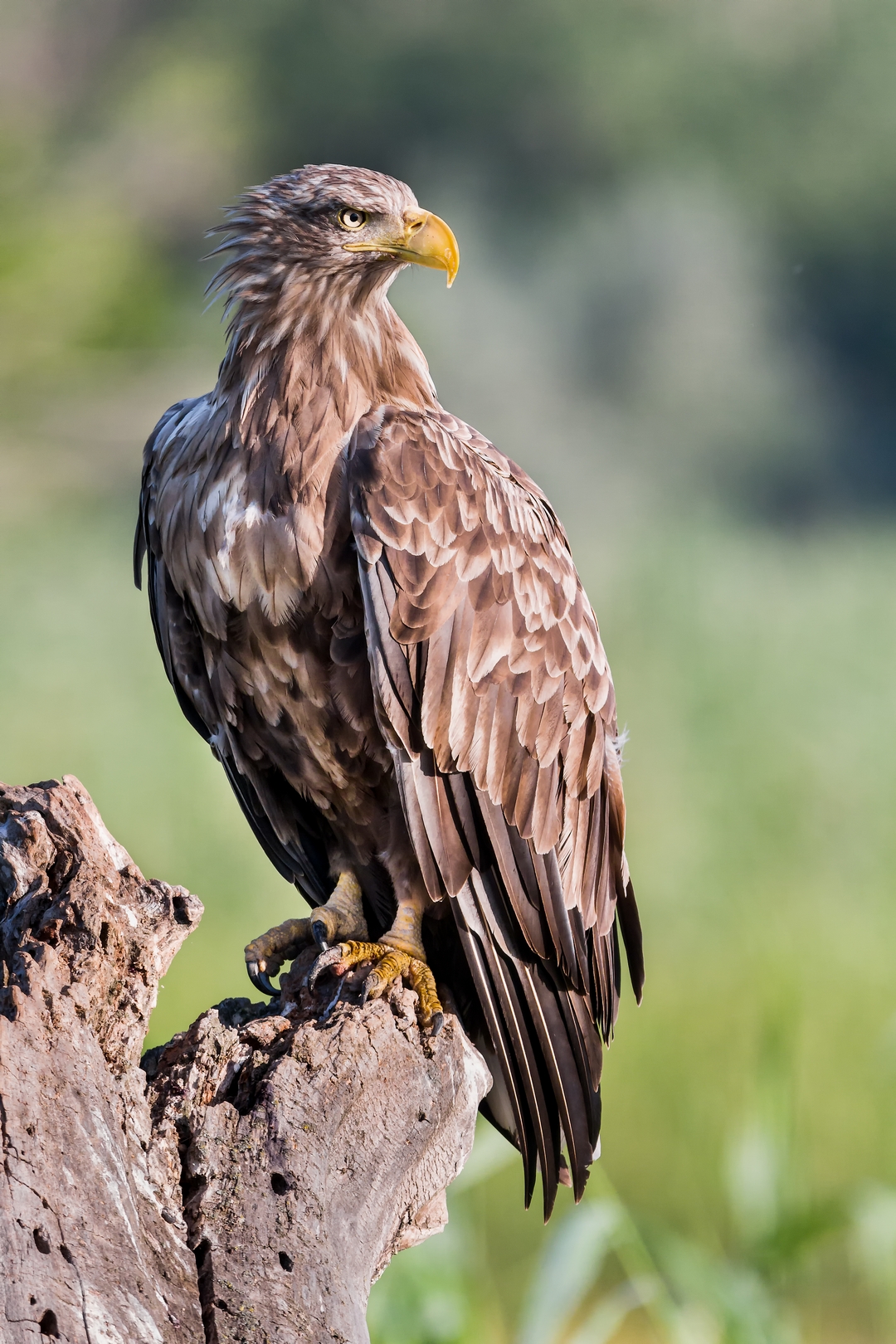White-tailed sea eagle