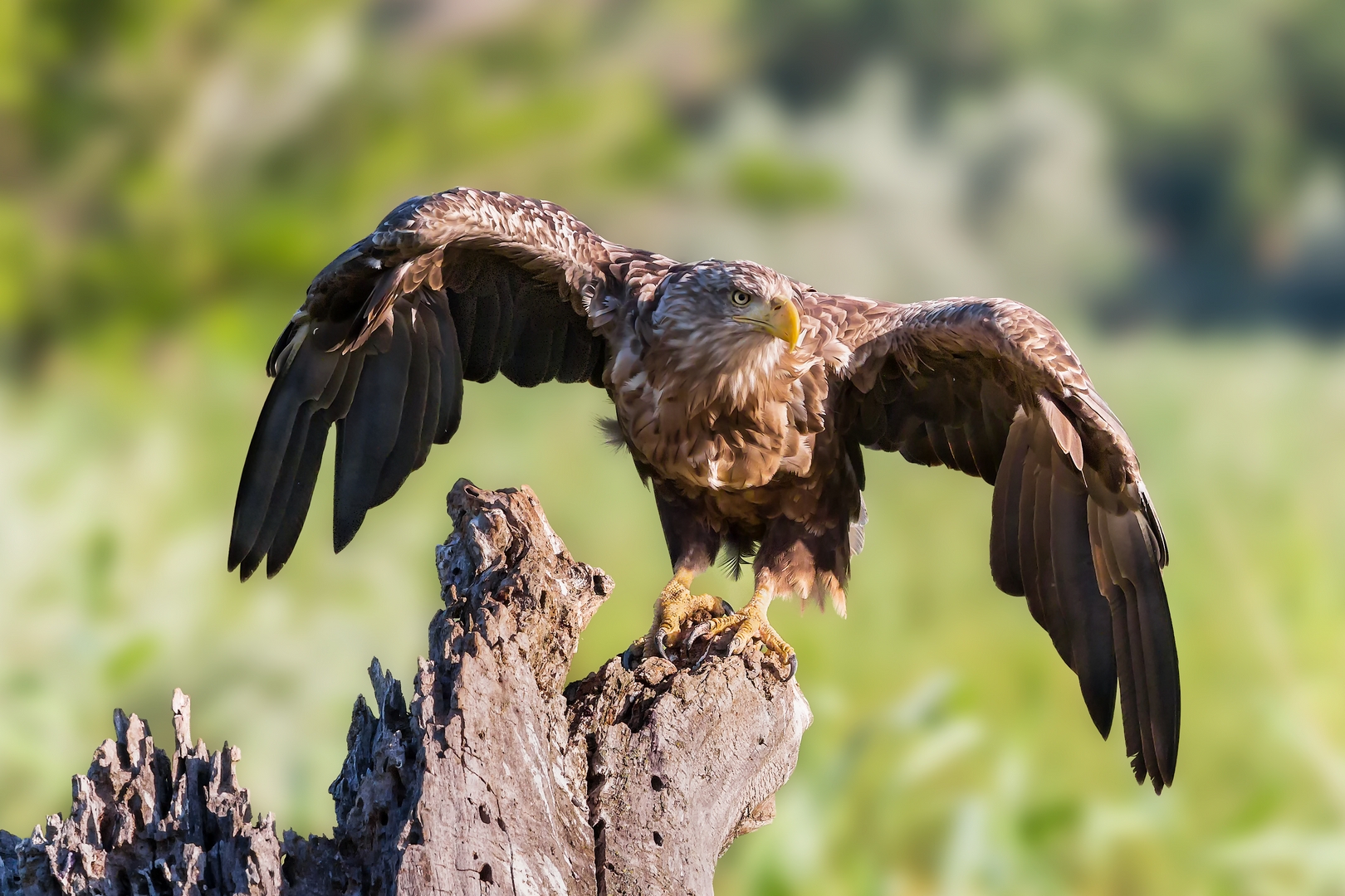White-tailed sea eagle