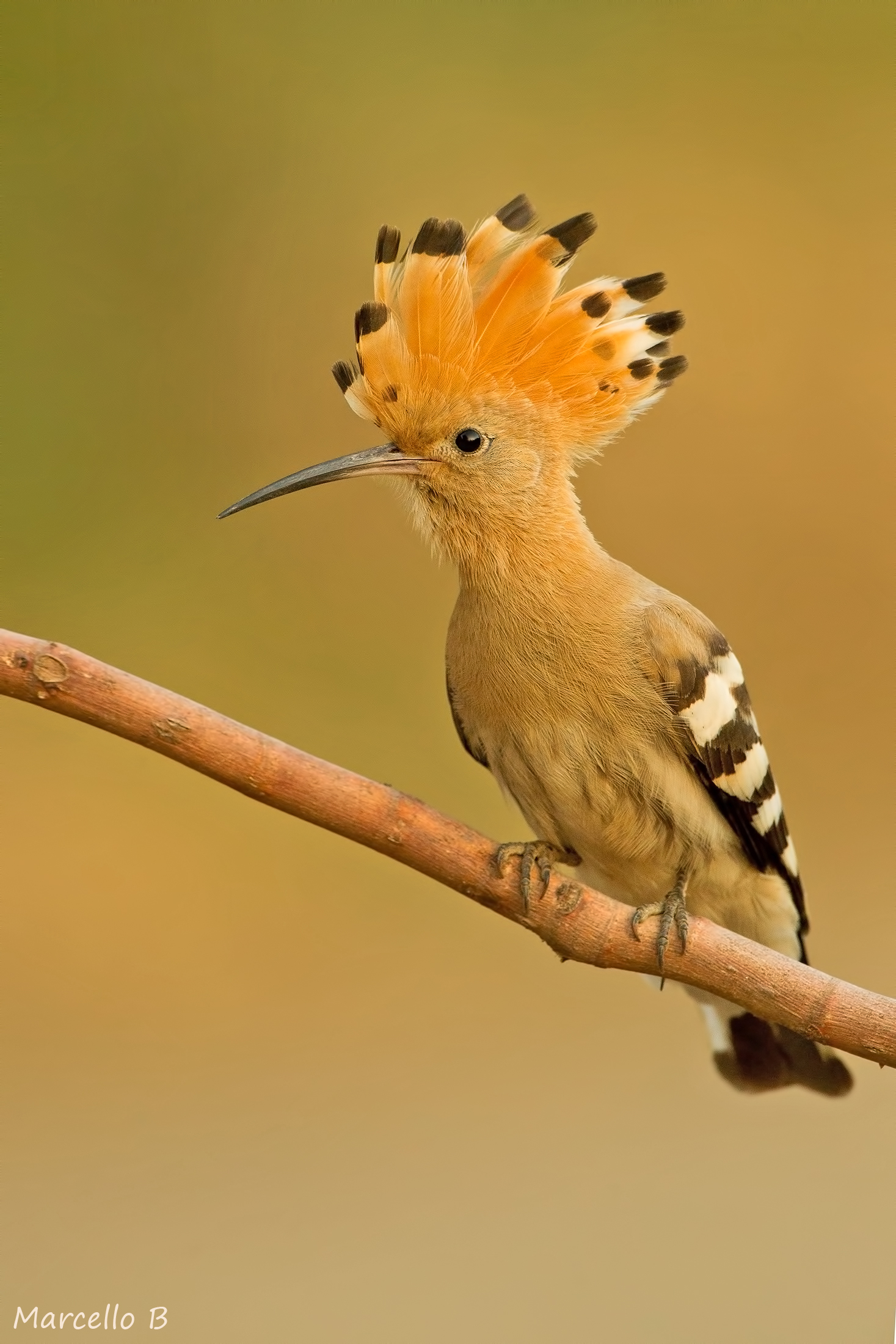 Hoopoe.