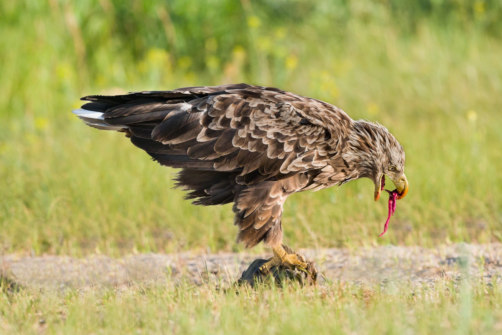 White-tailed sea eagle