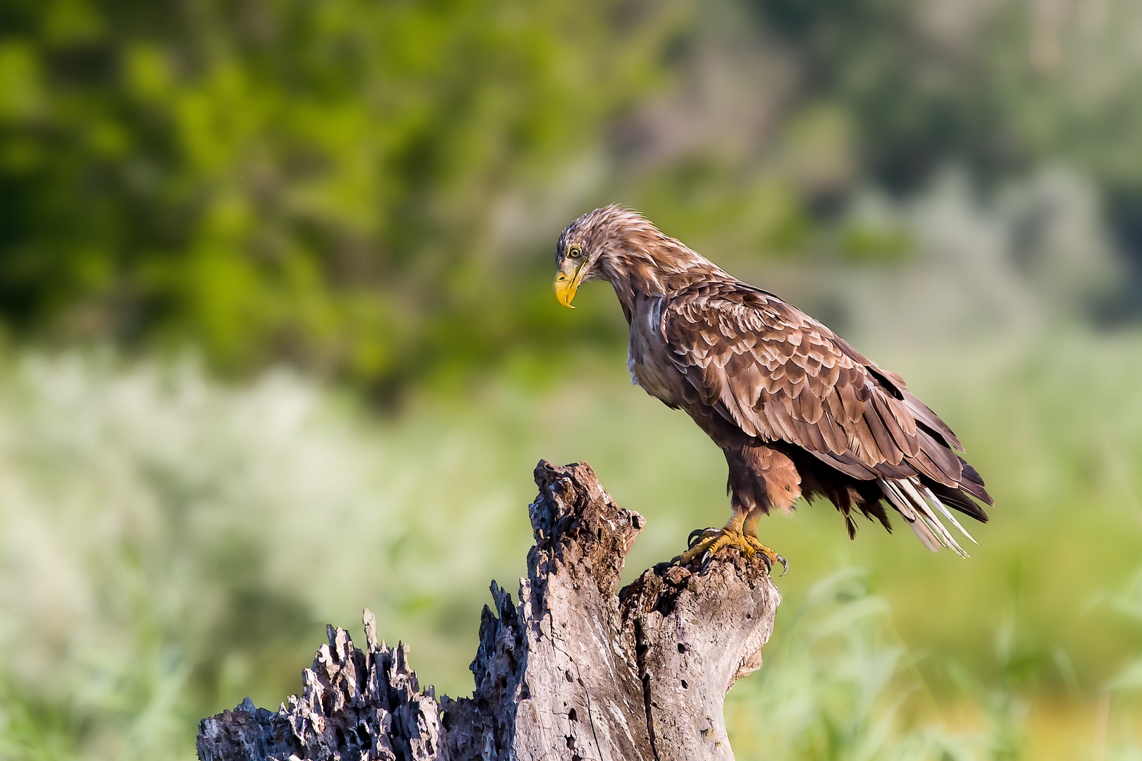 White-tailed sea eagle