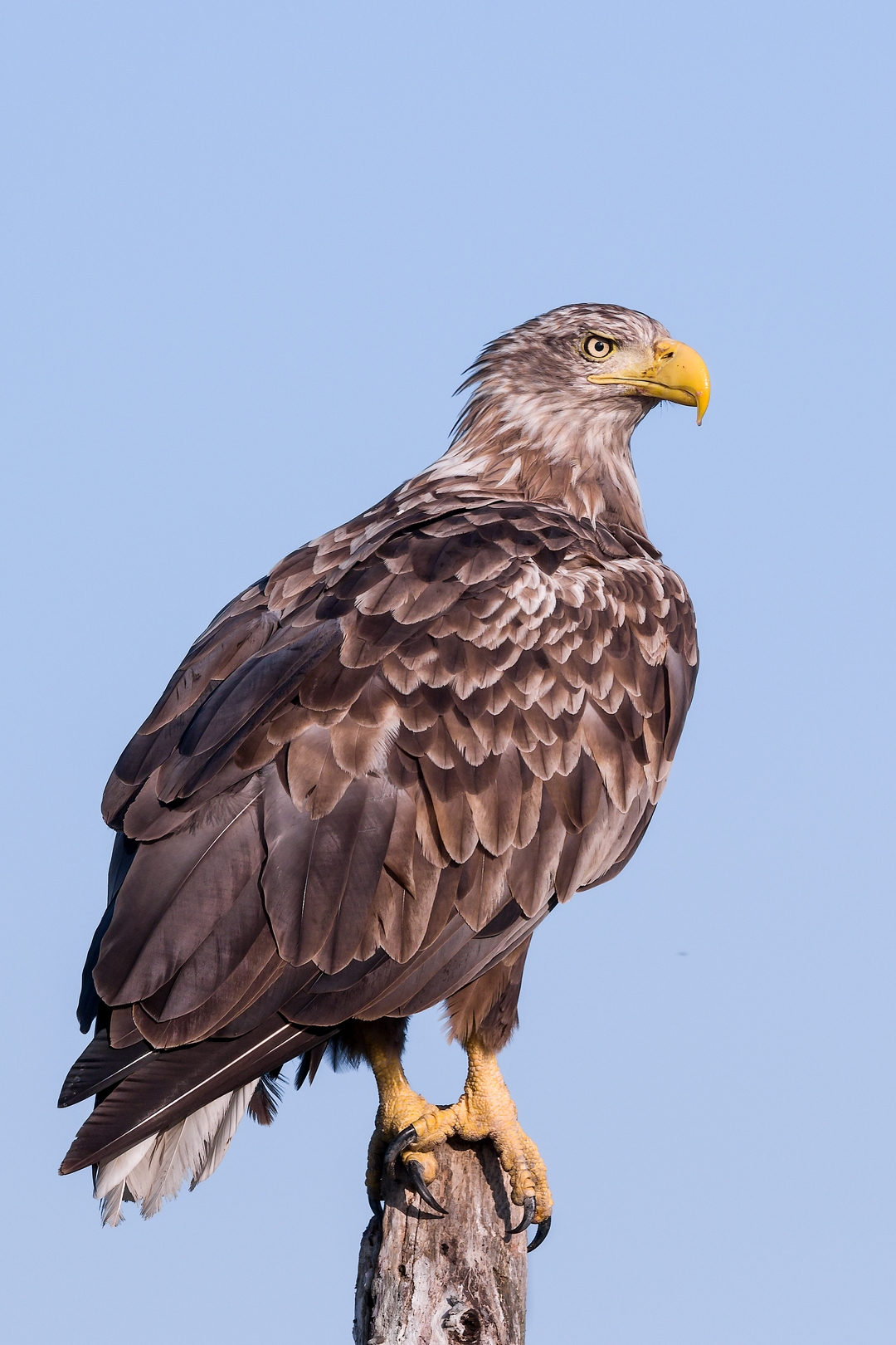 White-tailed sea eagle