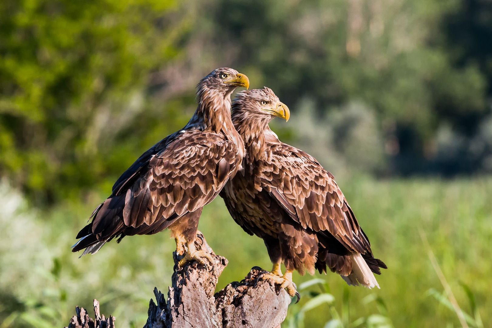 White-tailed sea eagles